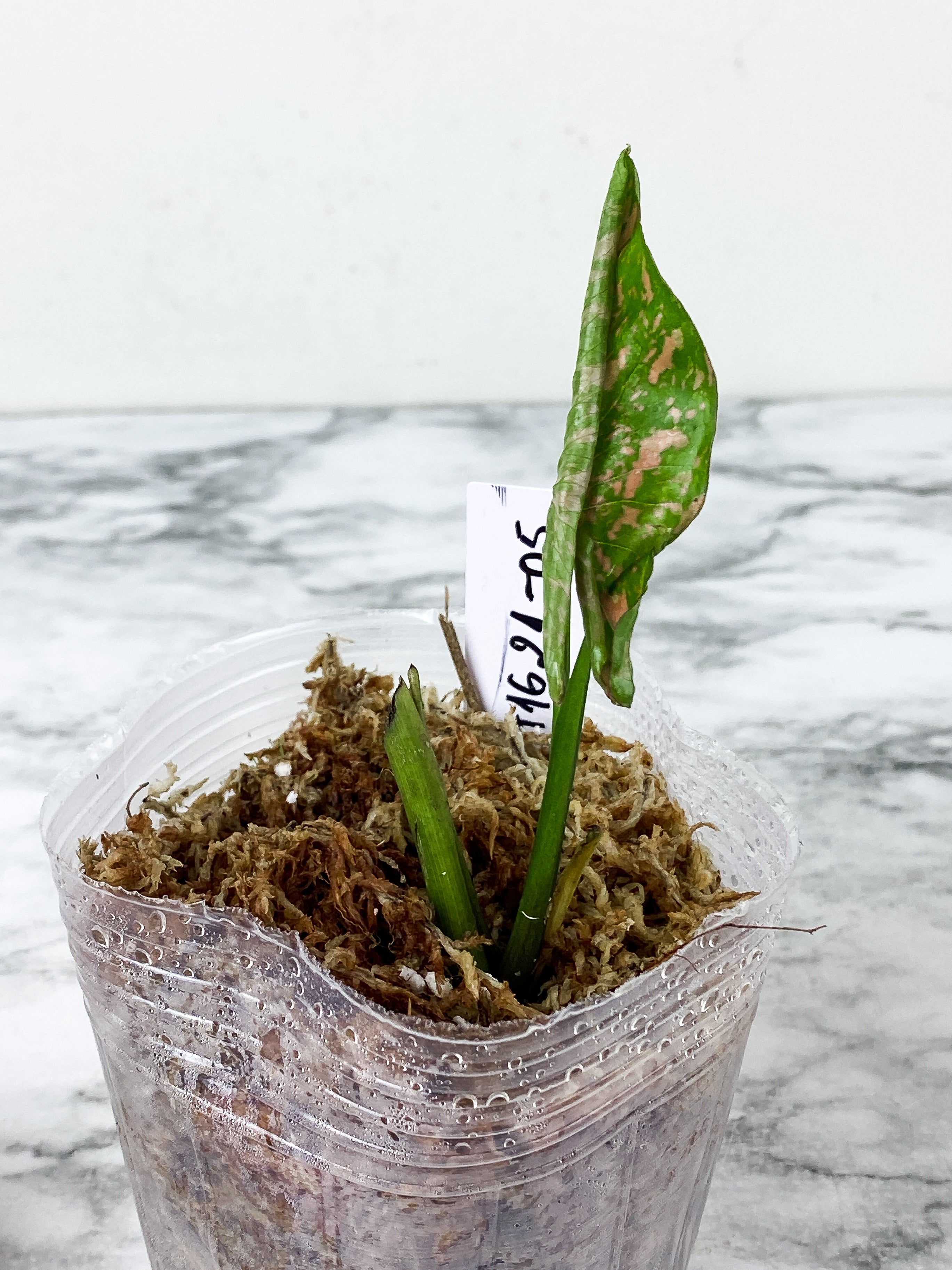 Syngonium Pink Flecked rooted 2 leaves