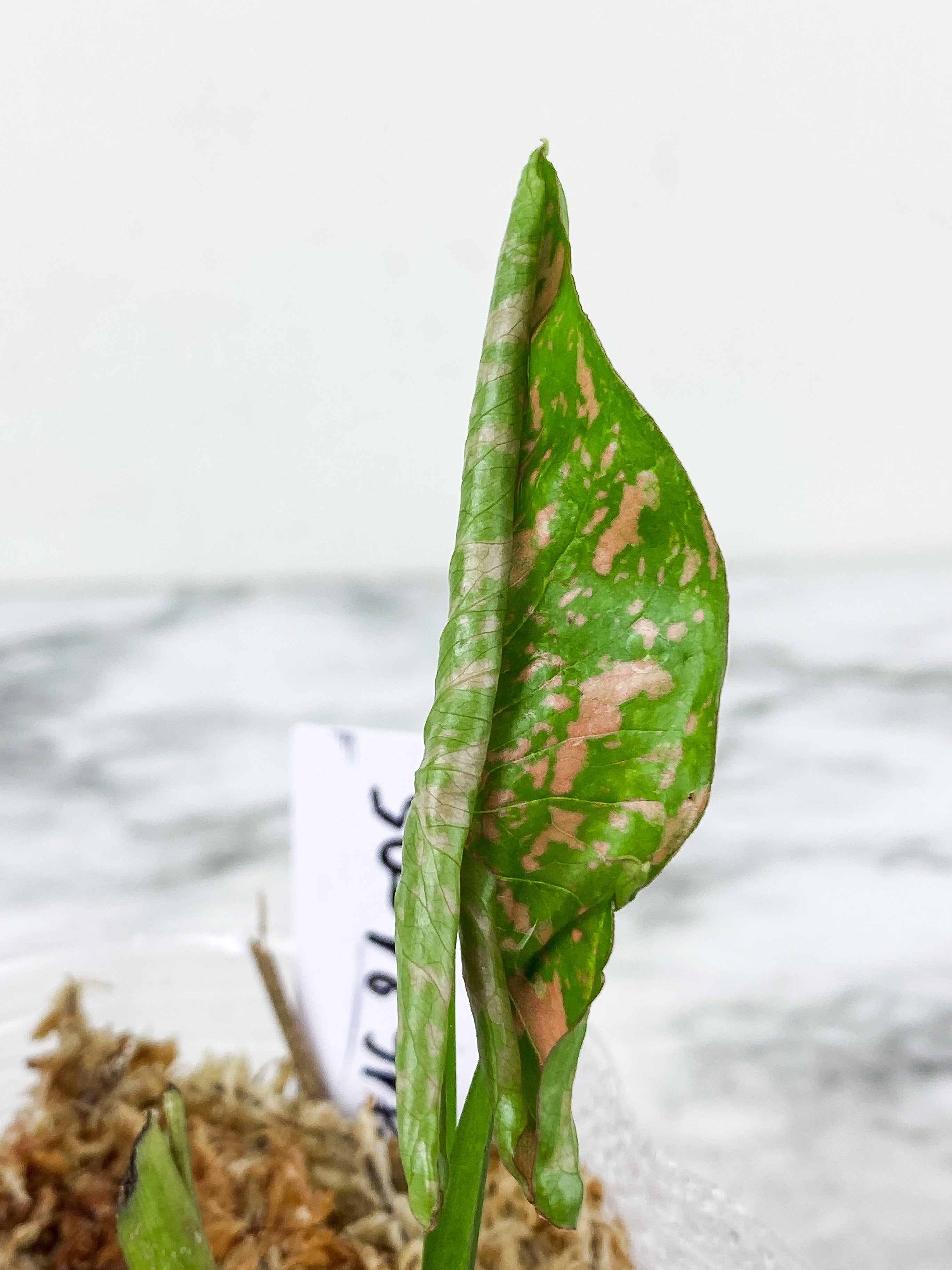 Syngonium Pink Flecked rooted 2 leaves