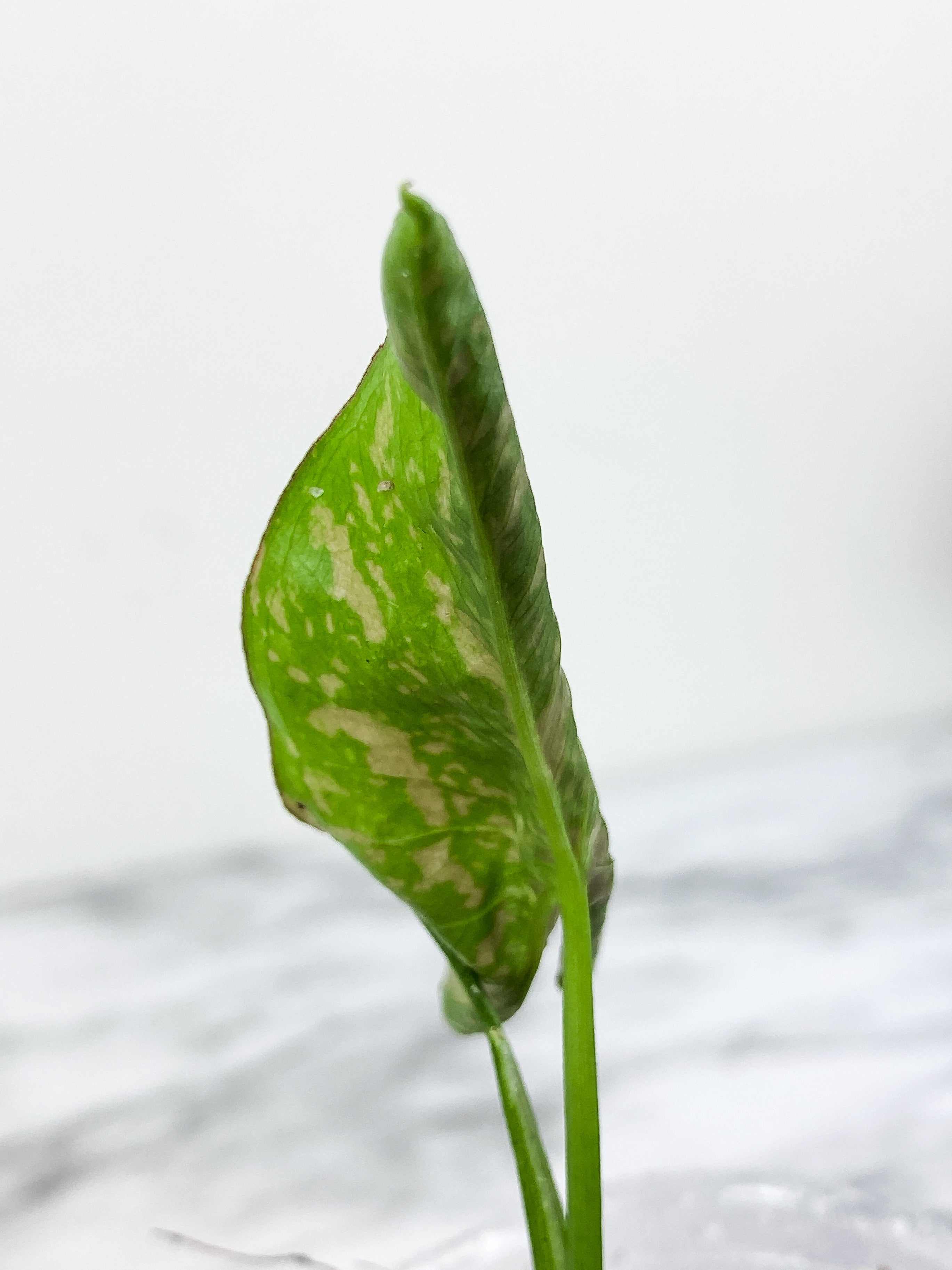 Syngonium Pink Flecked rooted 2 leaves