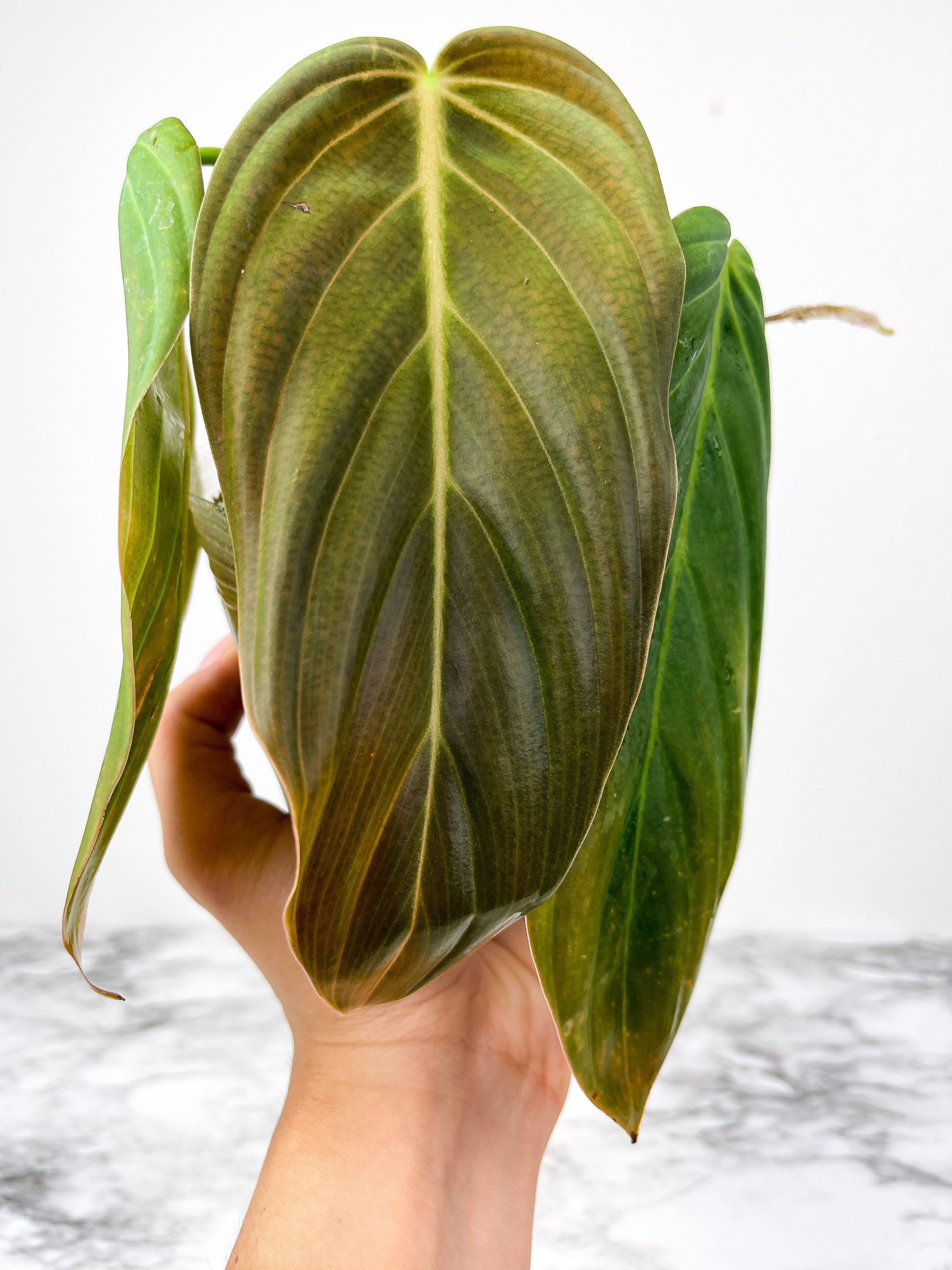 Philodendron Gigas fully rooted top cutting 4 leaves (1 is on the way to unfurl)