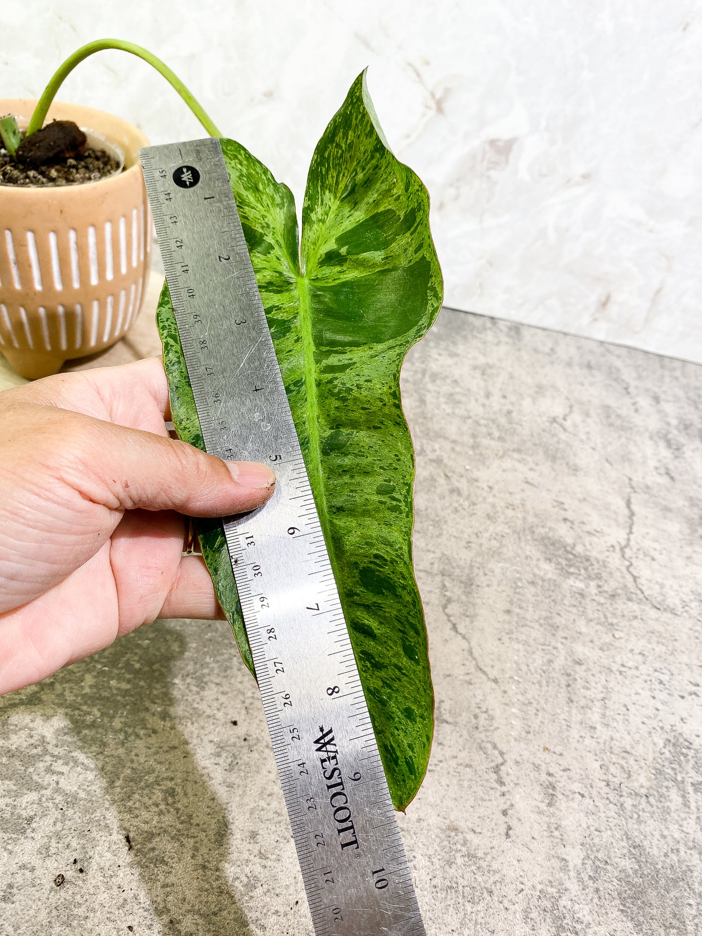 Philodendron Paraiso Verde 1 leaf 1 growth point fully rooted
