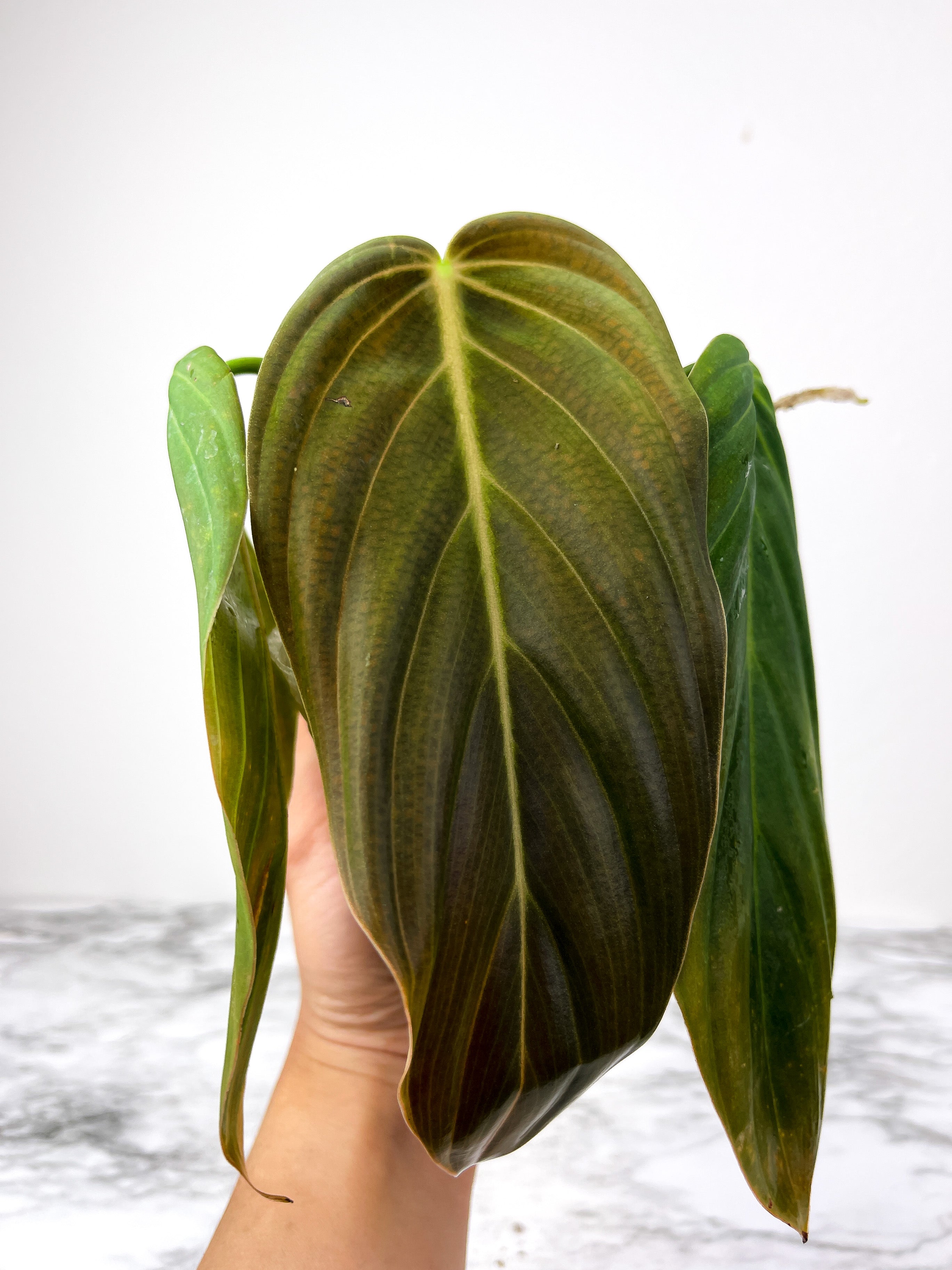 Philodendron Gigas rooted node (Read Description)