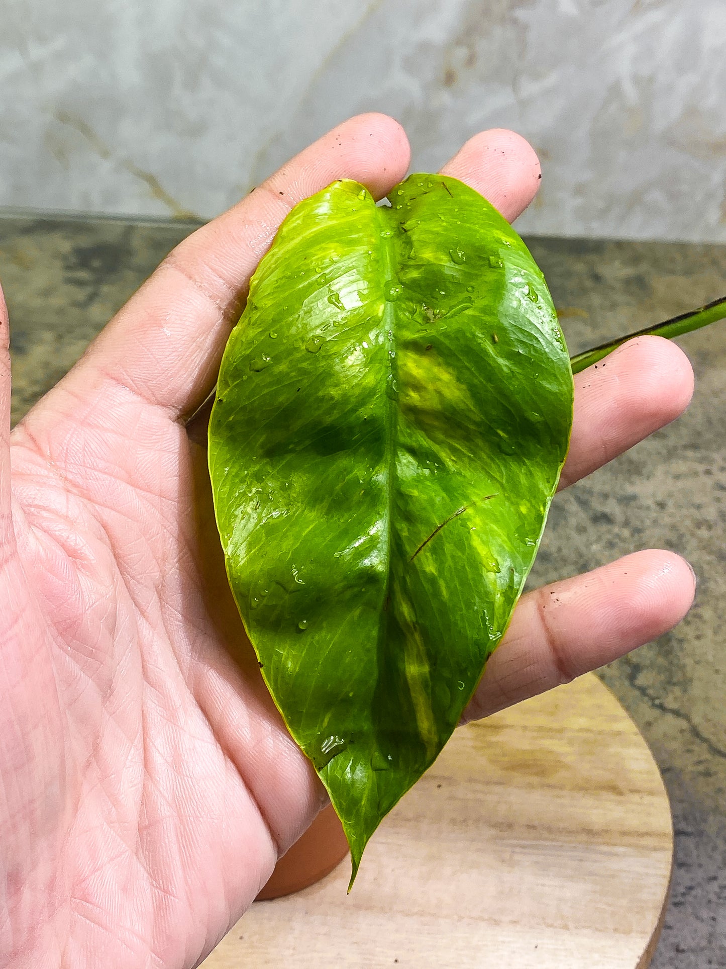 Epipremnum Pinnatum Golden Flame Slightly Rooted 2 leaves Highly Variegated