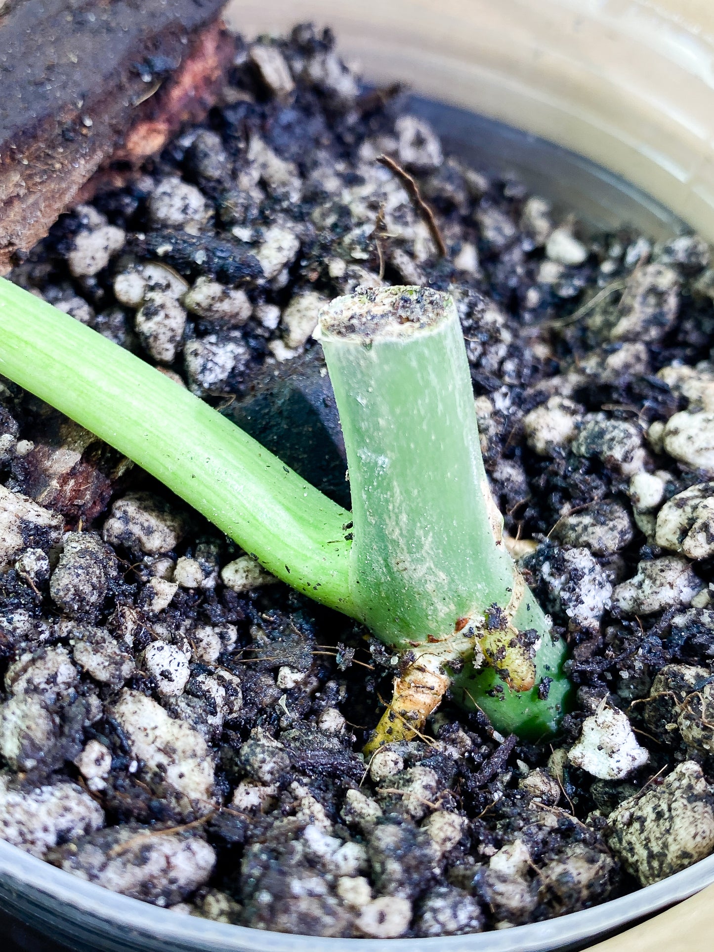 Philodendron Paraiso Verde 1 leaf 1 growth point fully rooted