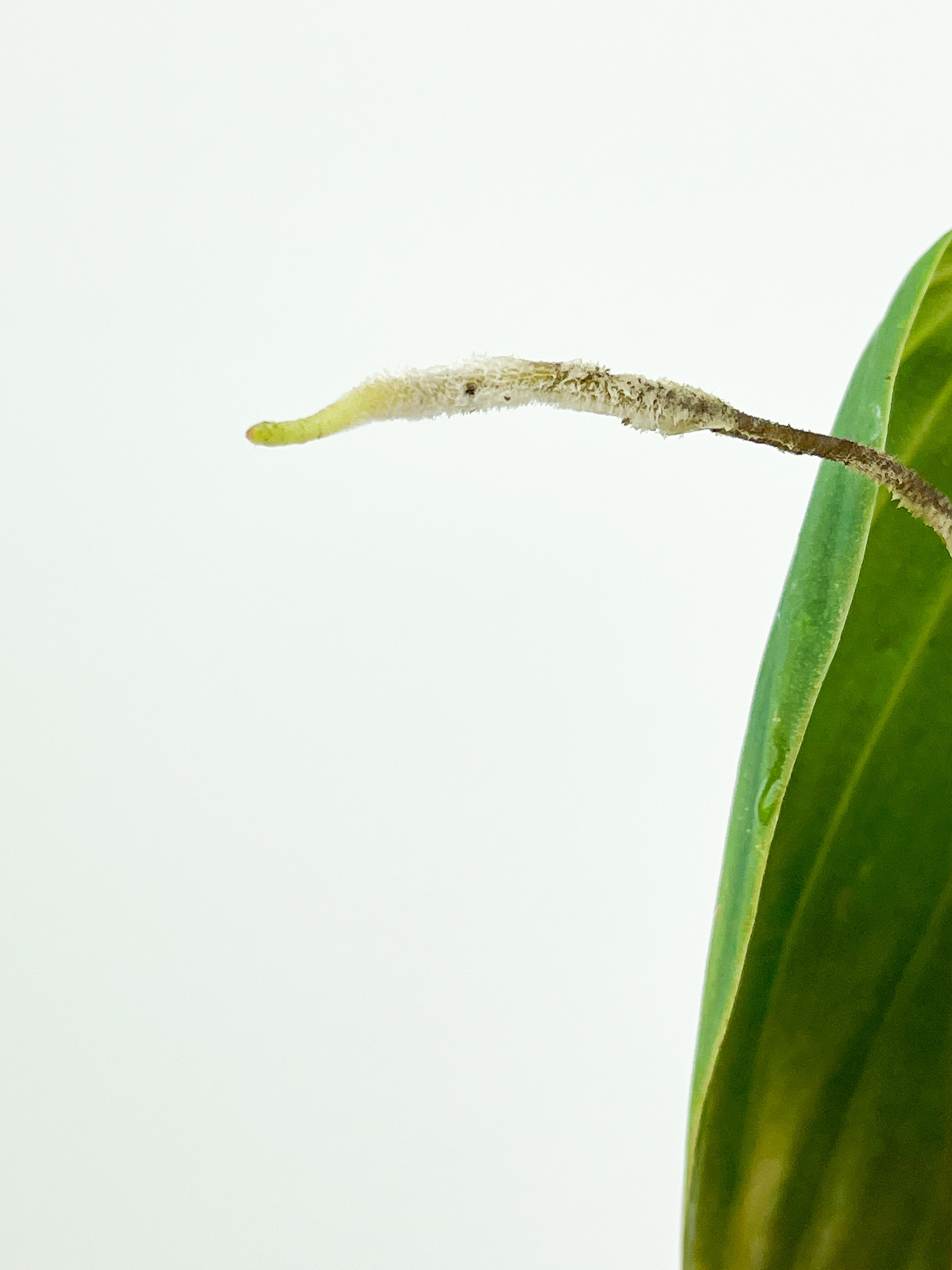 Philodendron Gigas fully rooted top cutting 4 leaves (1 is on the way to unfurl)