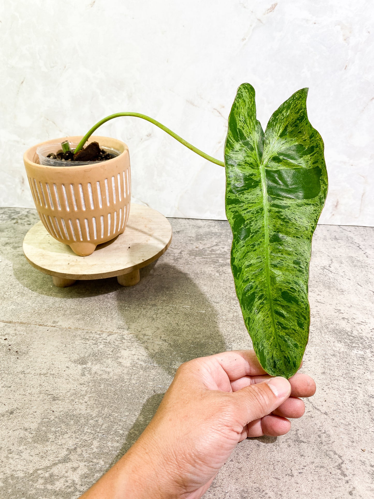 Philodendron Paraiso Verde 1 leaf 1 growth point fully rooted