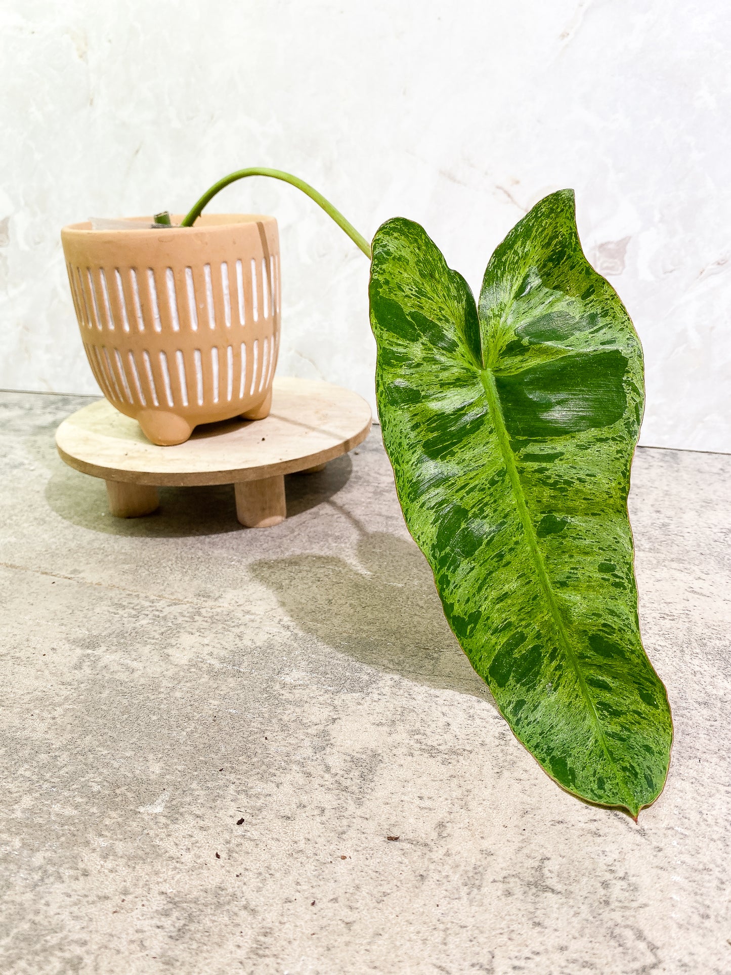 Philodendron Paraiso Verde 1 leaf 1 growth point fully rooted
