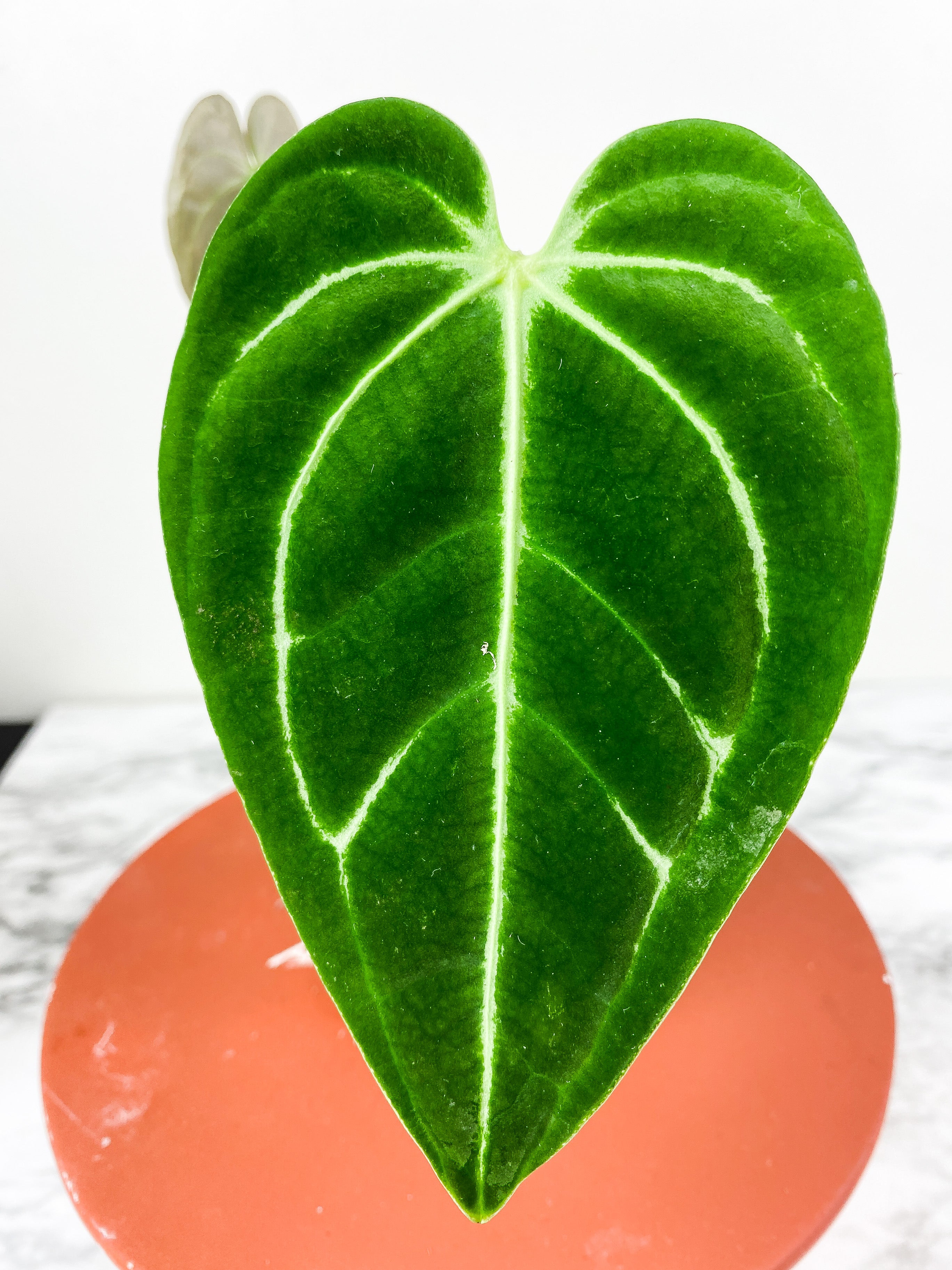 Anthurium Regale Dark Form 3 leaves Rooted