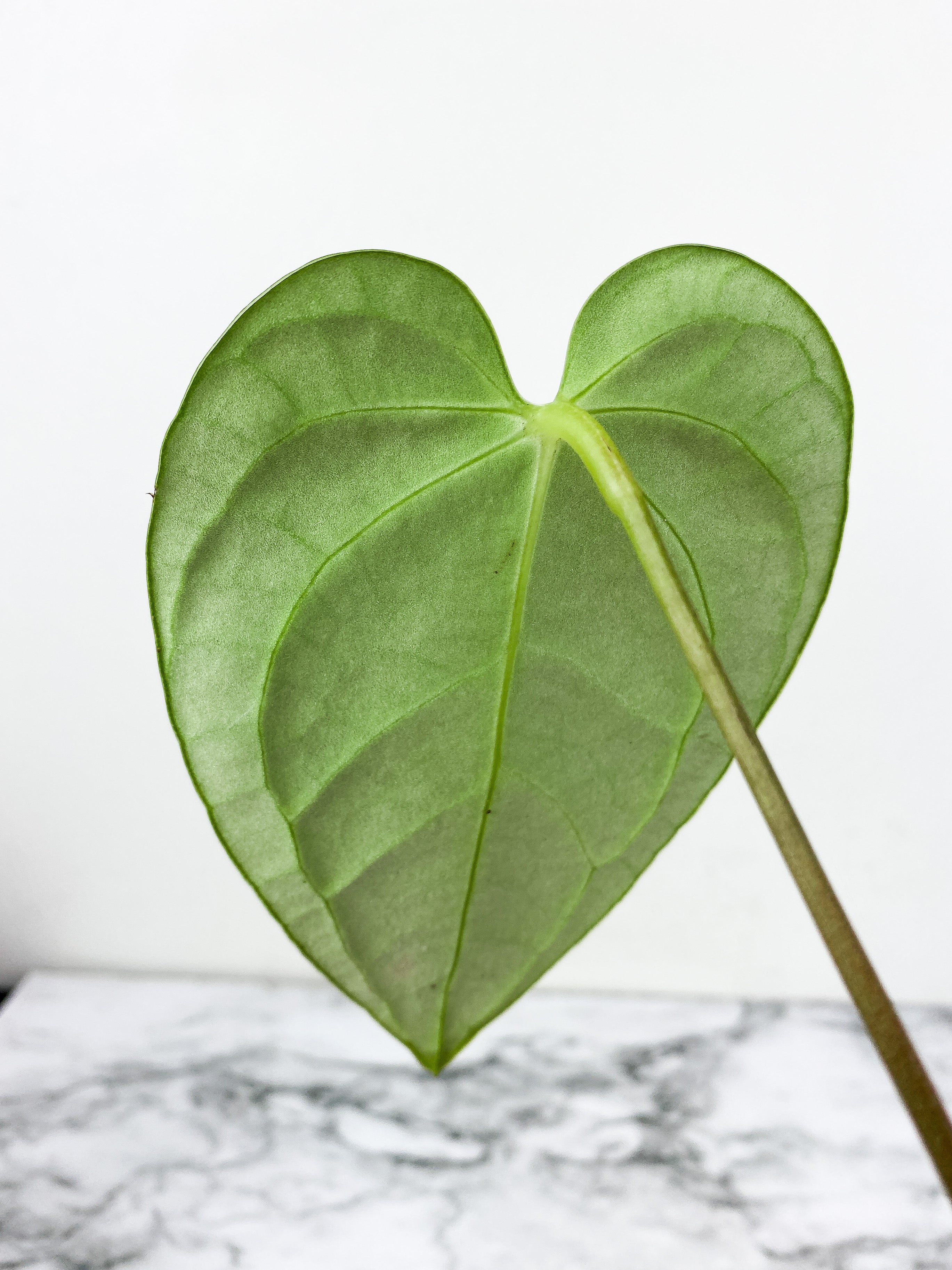 Anthurium Regale Dark Form 3 leaves Rooted