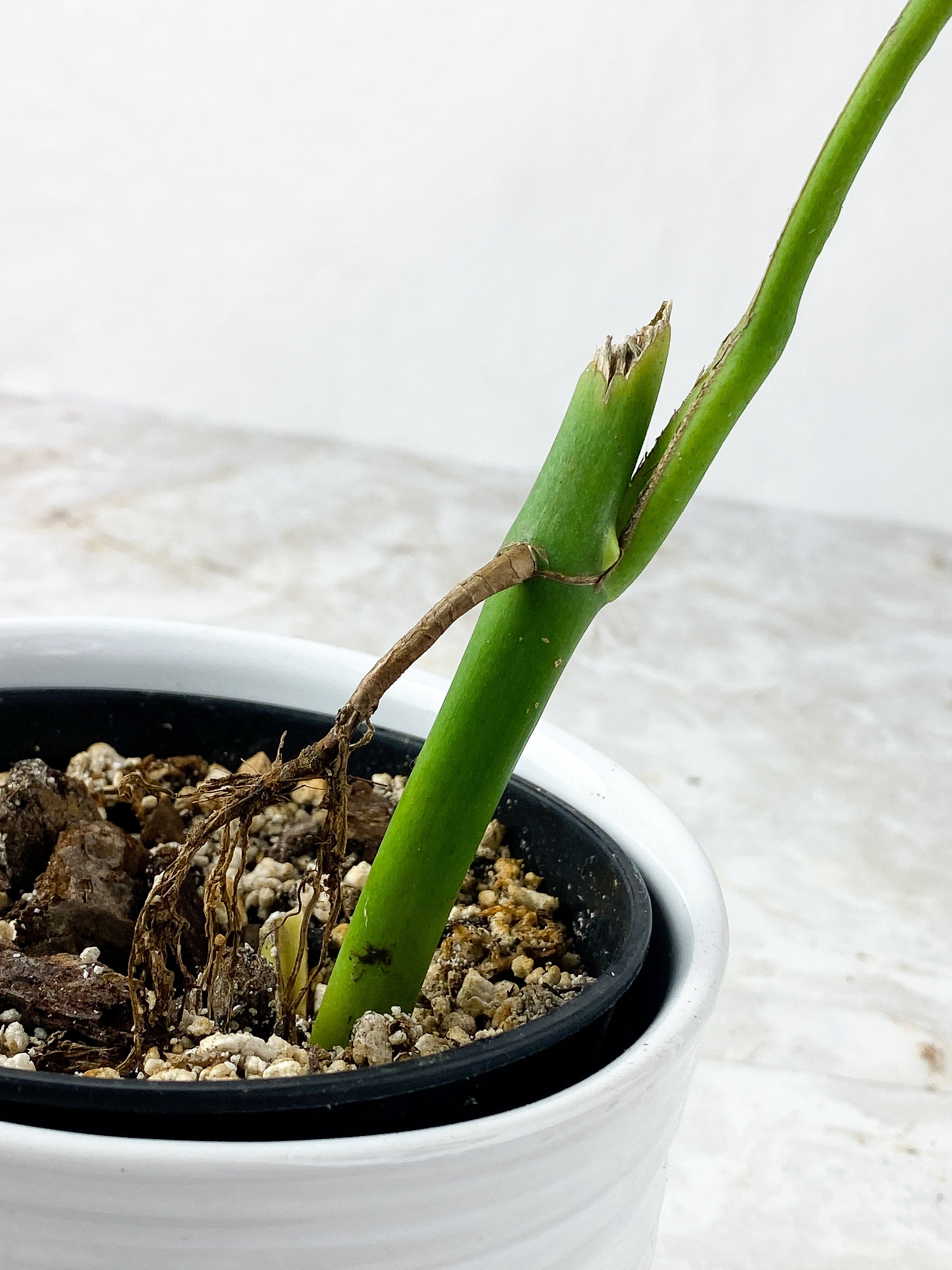 Rhaphidophora Pertusa Rooted 1 leaf