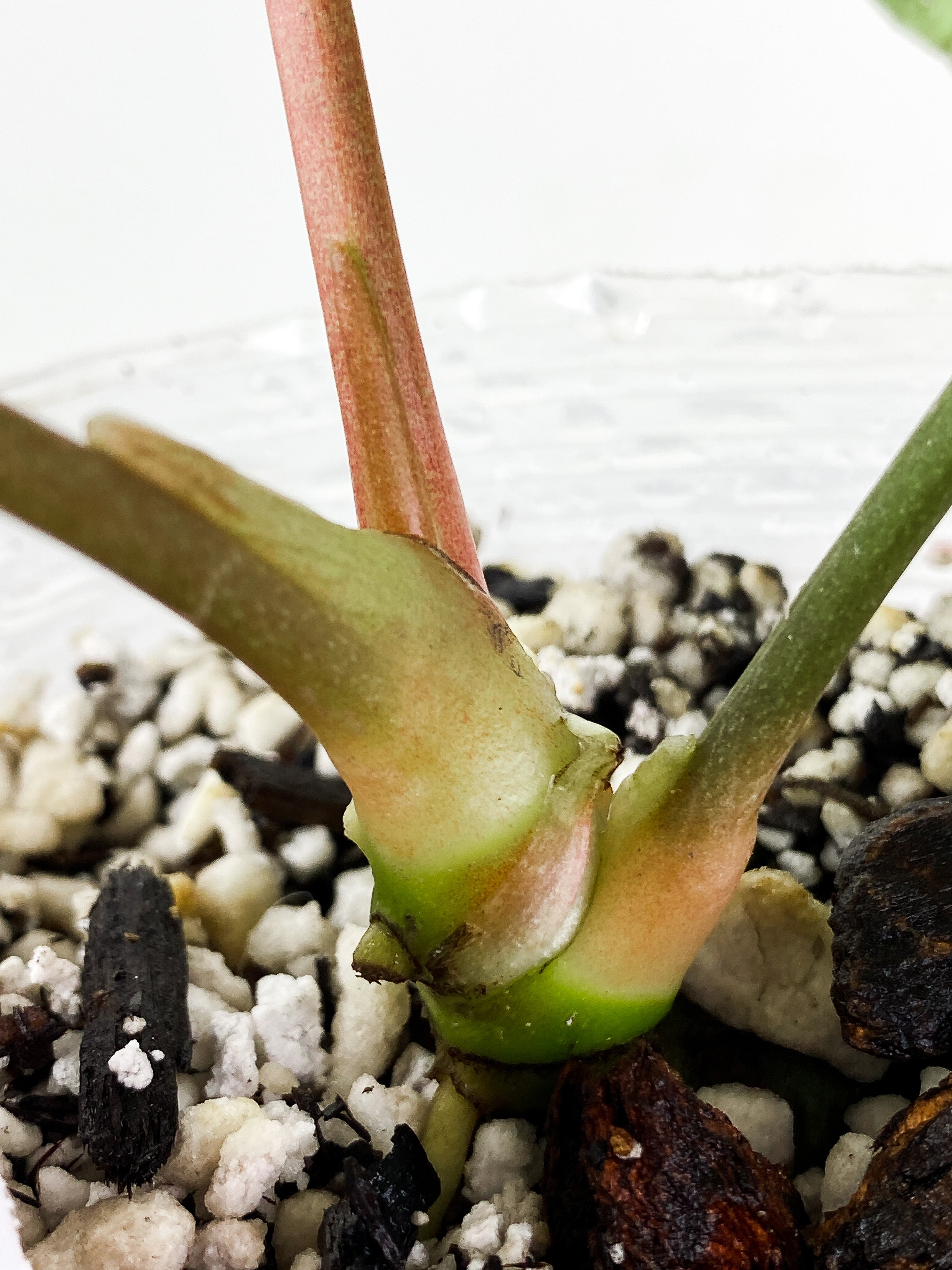 Anthurium Regale Dark Form 3 leaves Rooted