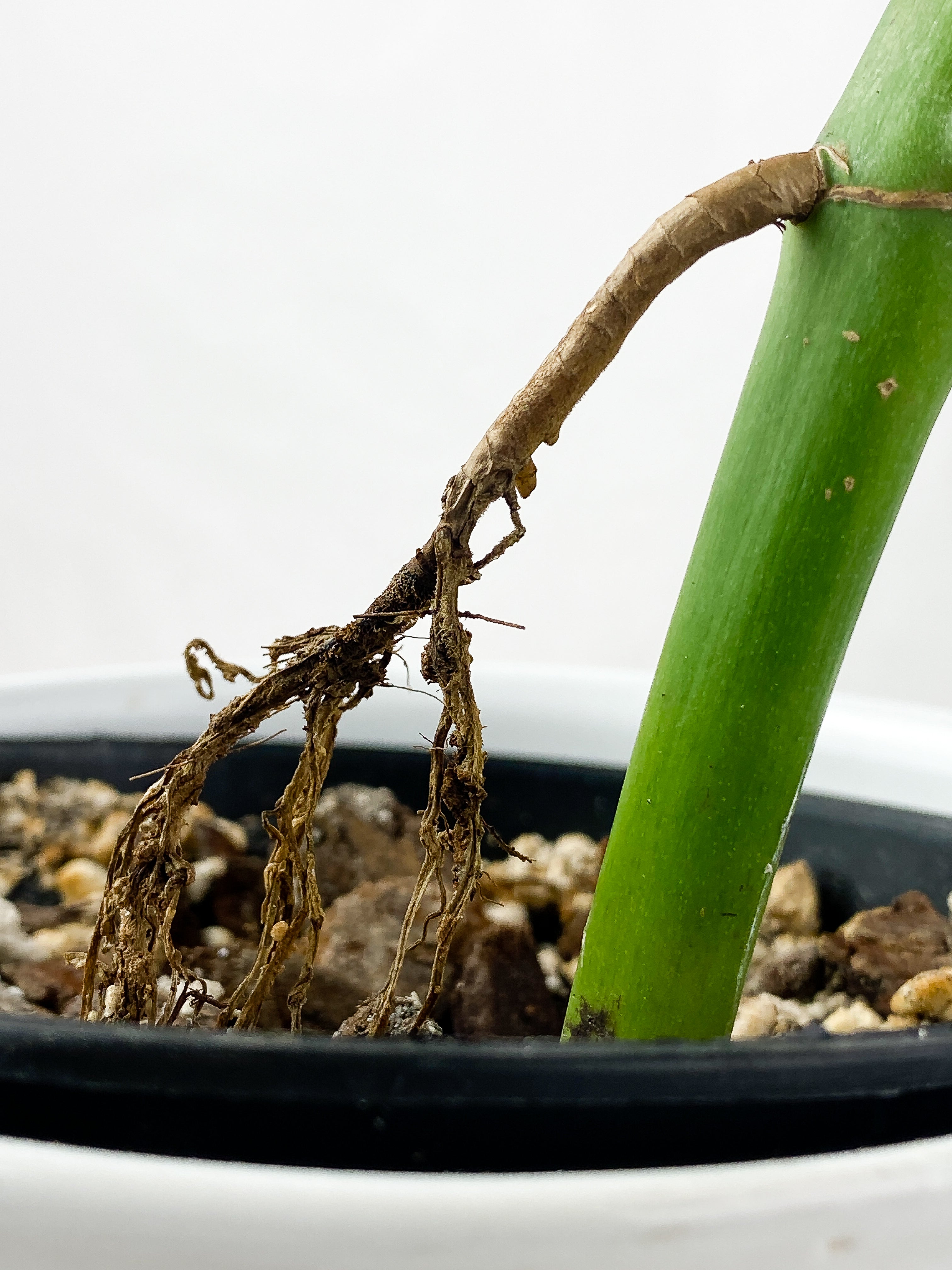 Rhaphidophora Pertusa Rooted 1 leaf