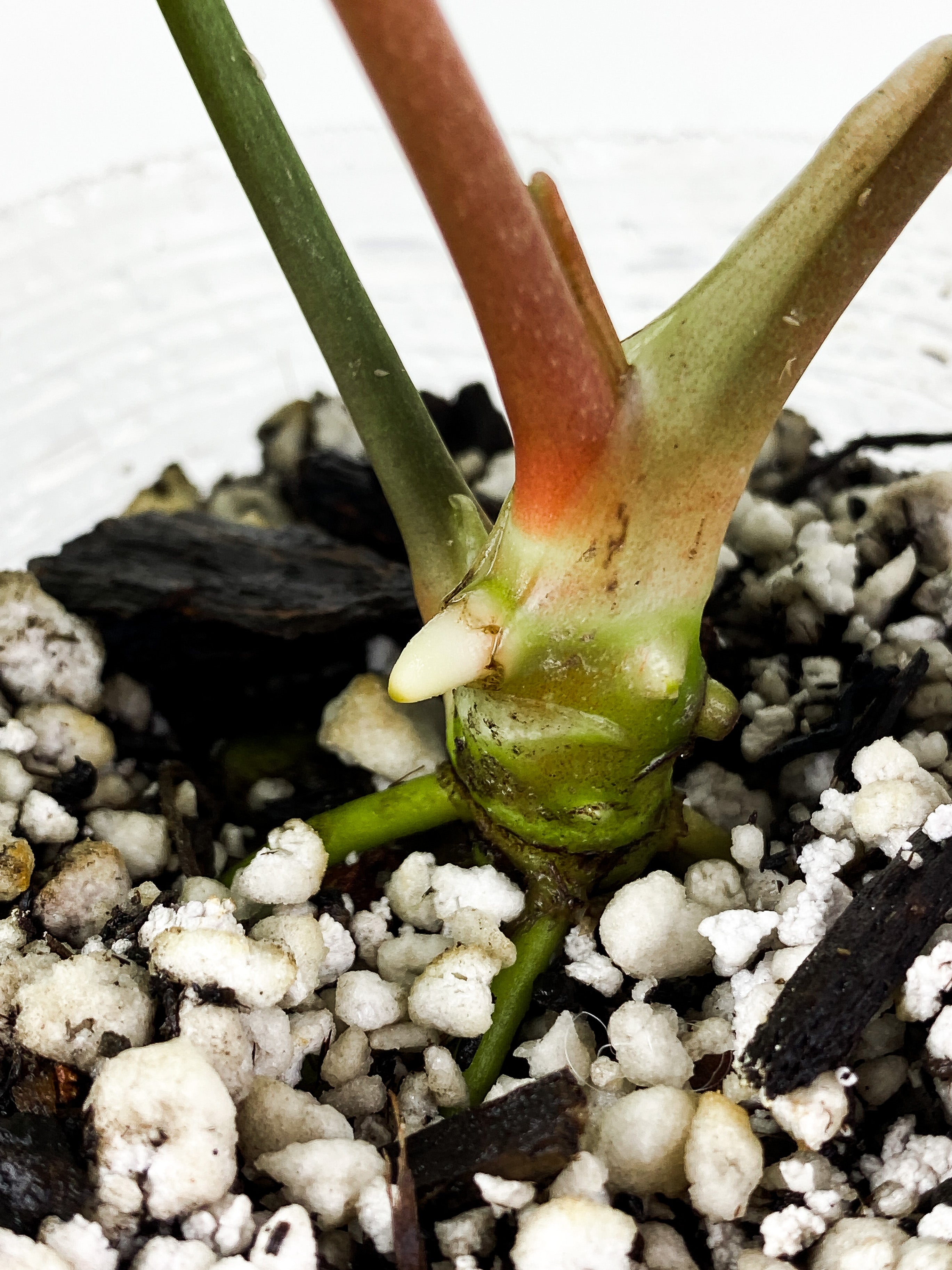 Anthurium Regale Dark Form 3 leaves Rooted