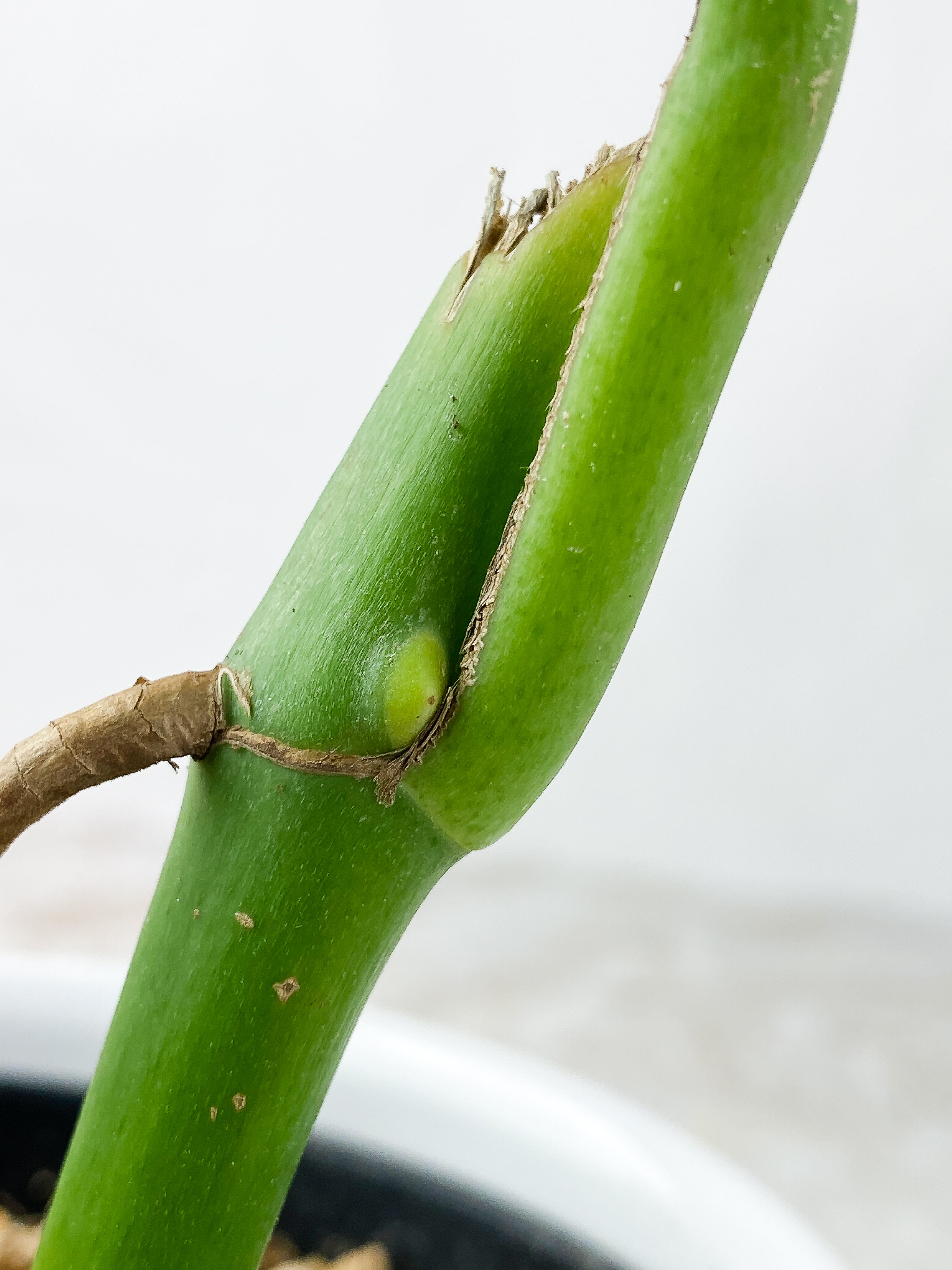 Rhaphidophora Pertusa Rooted 1 leaf