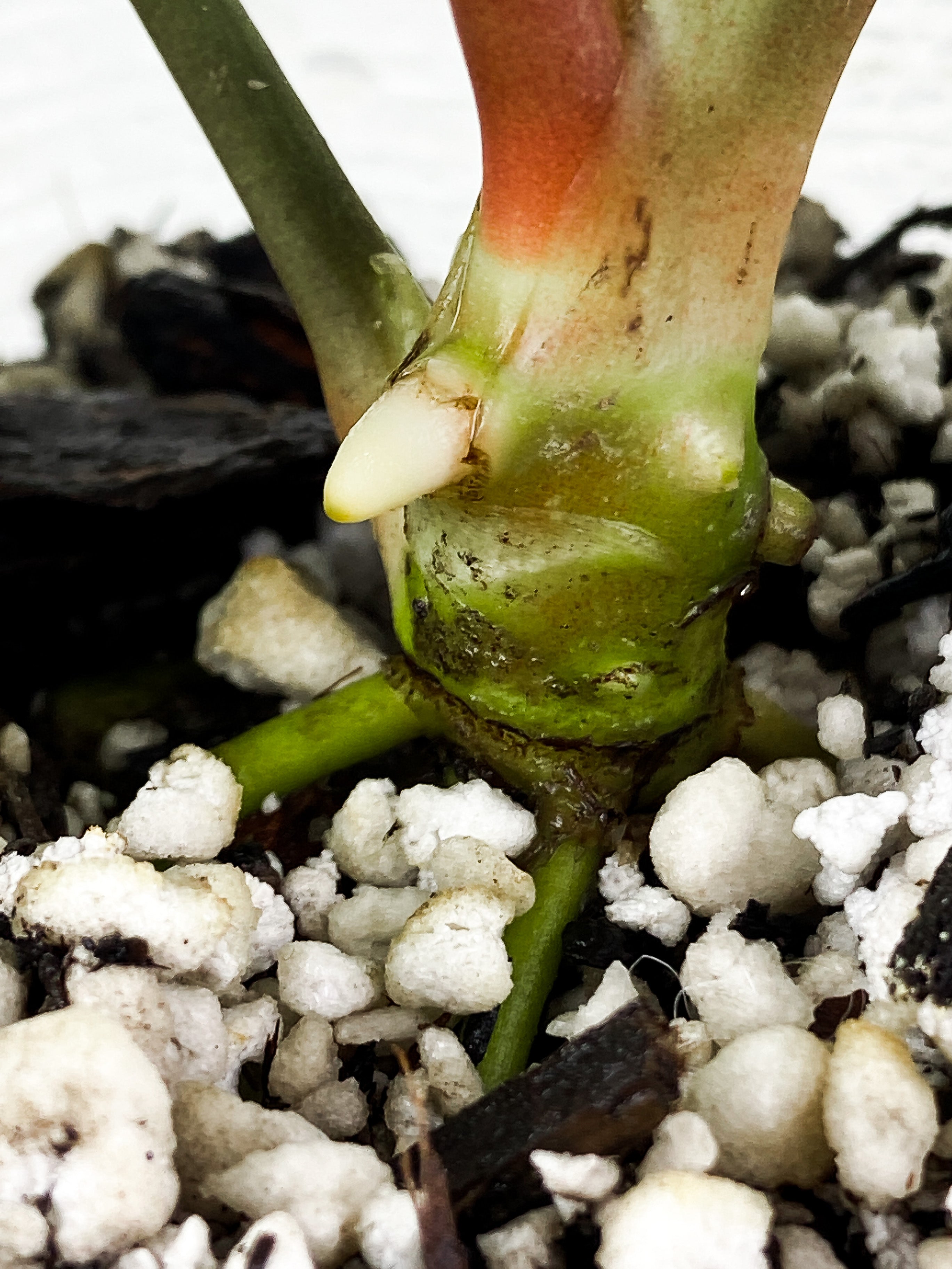 Anthurium Regale Dark Form 3 leaves Rooted