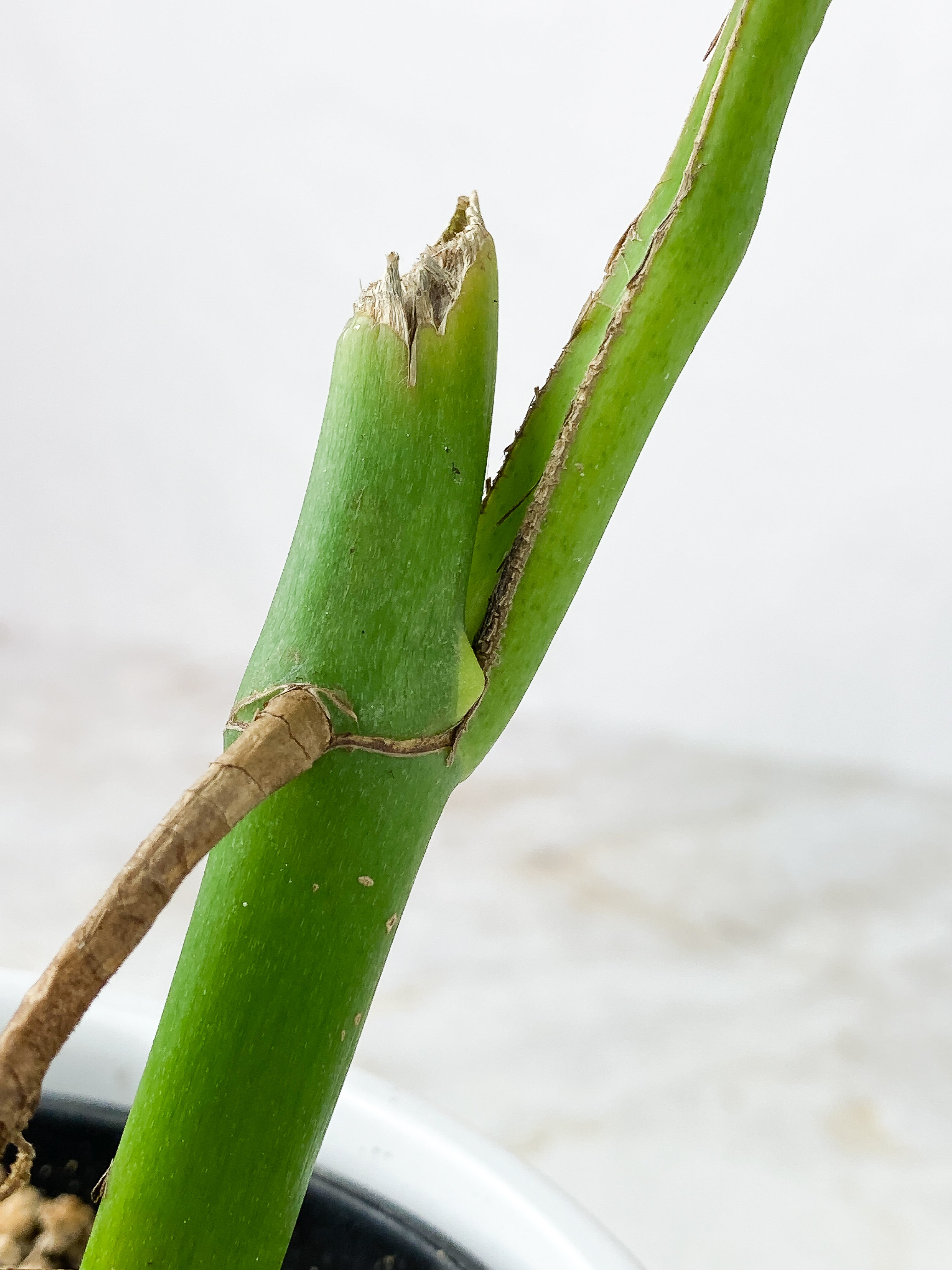 Rhaphidophora Pertusa Rooted 1 leaf