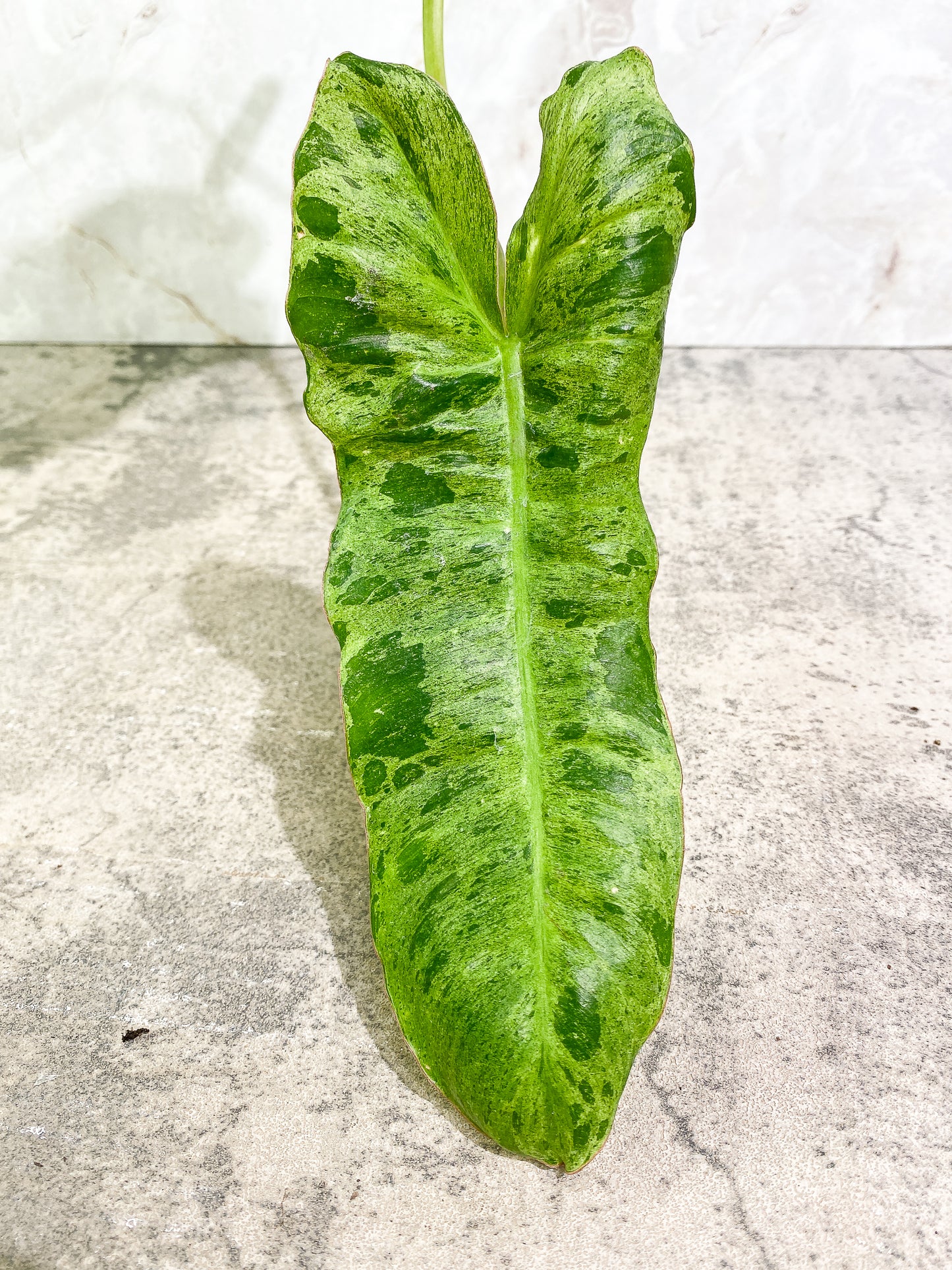 Philodendron Paraiso Verde 1 leaf 1 growth point rooting