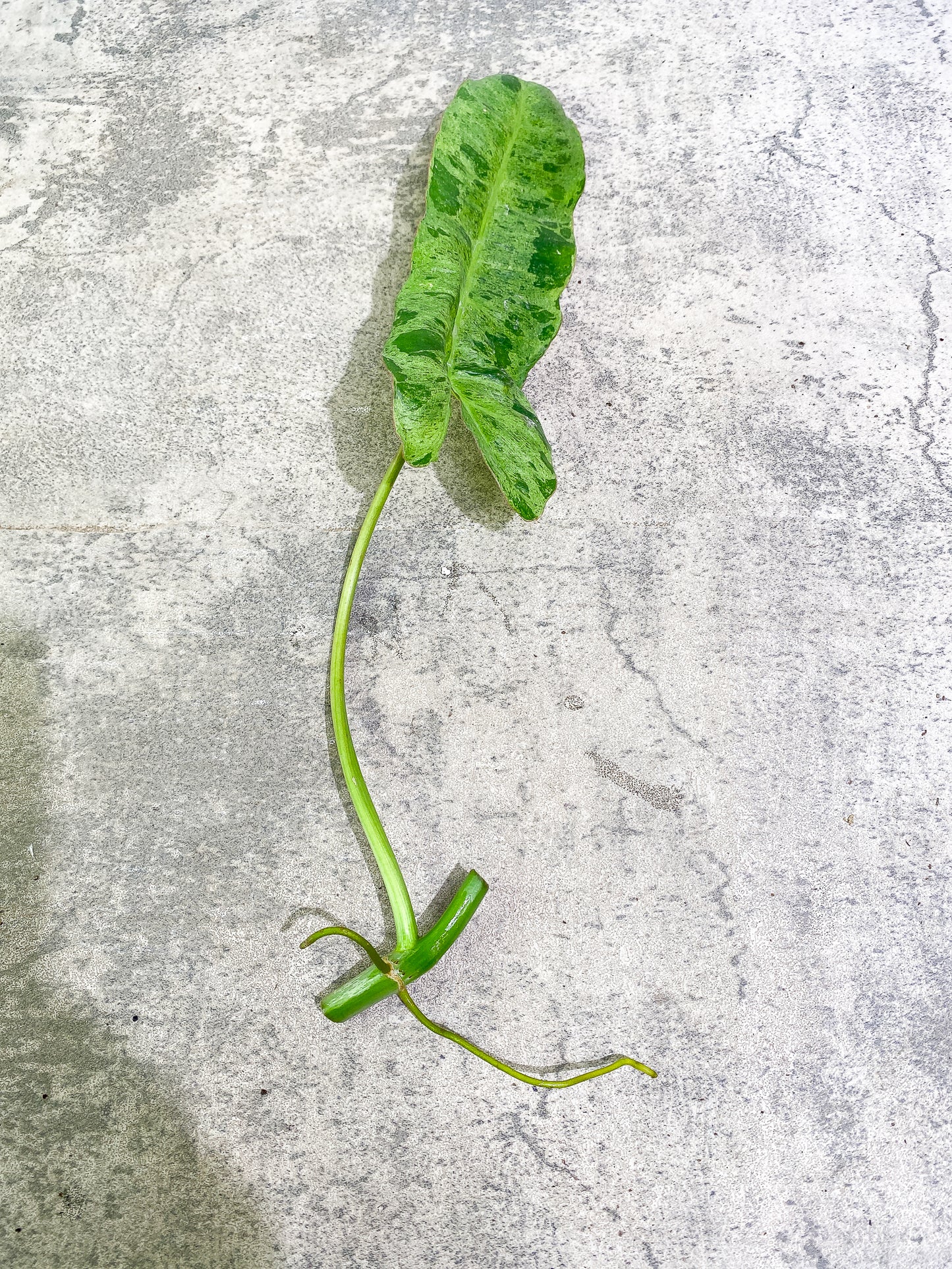 Philodendron Paraiso Verde 1 leaf 1 growth point rooting