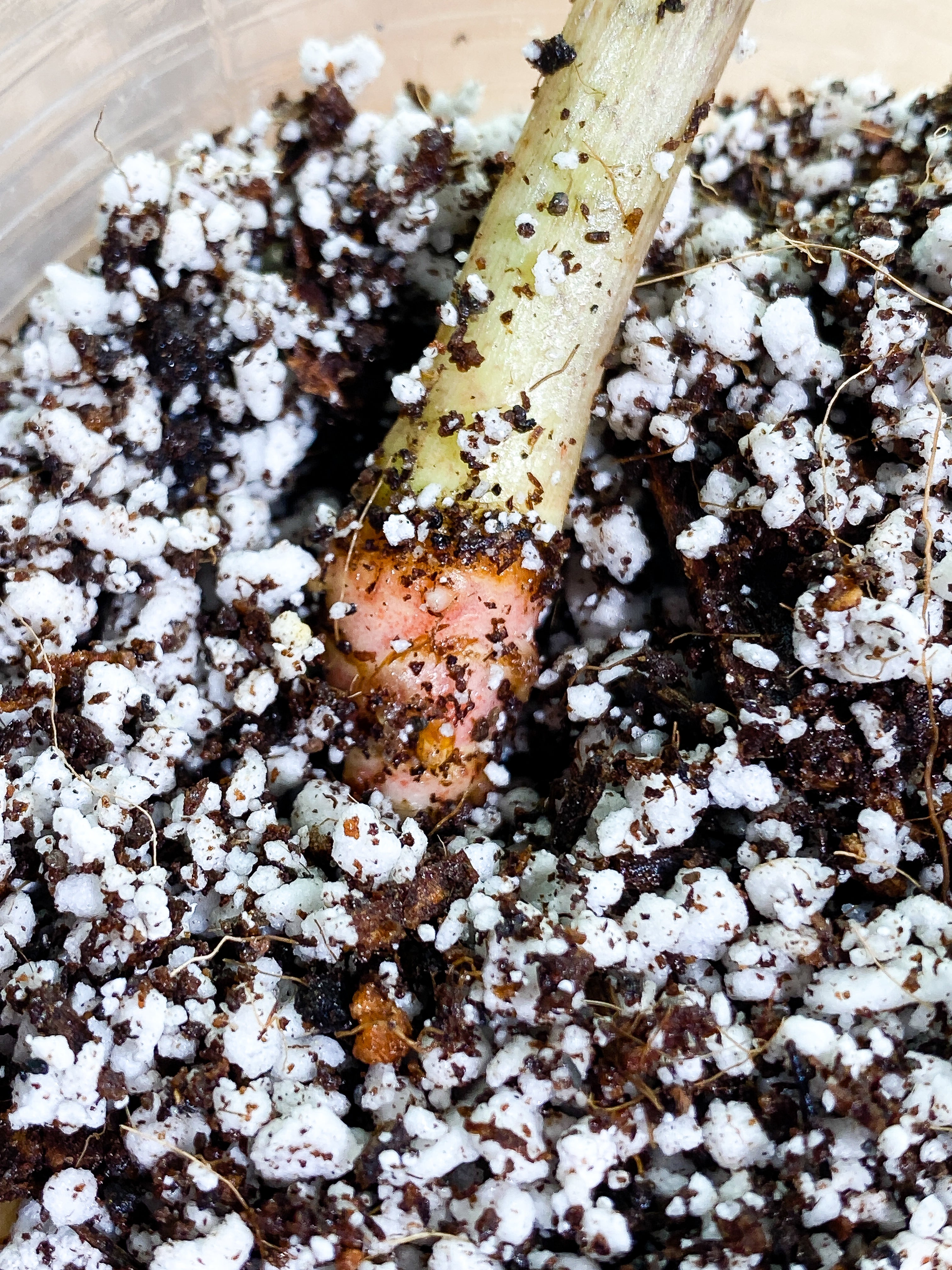 Alocasia Jacklyn sprout unrooted