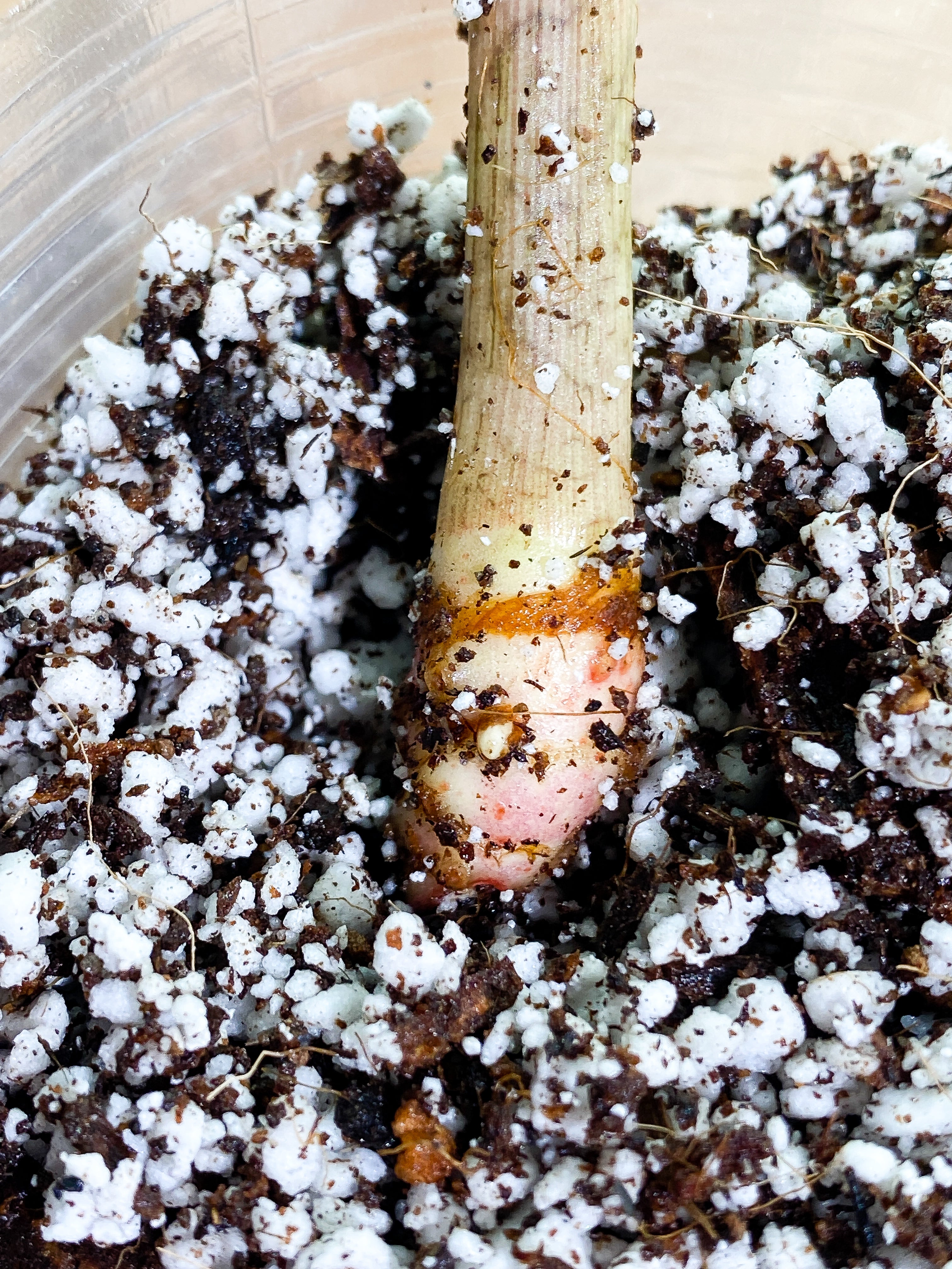 Alocasia Jacklyn sprout unrooted