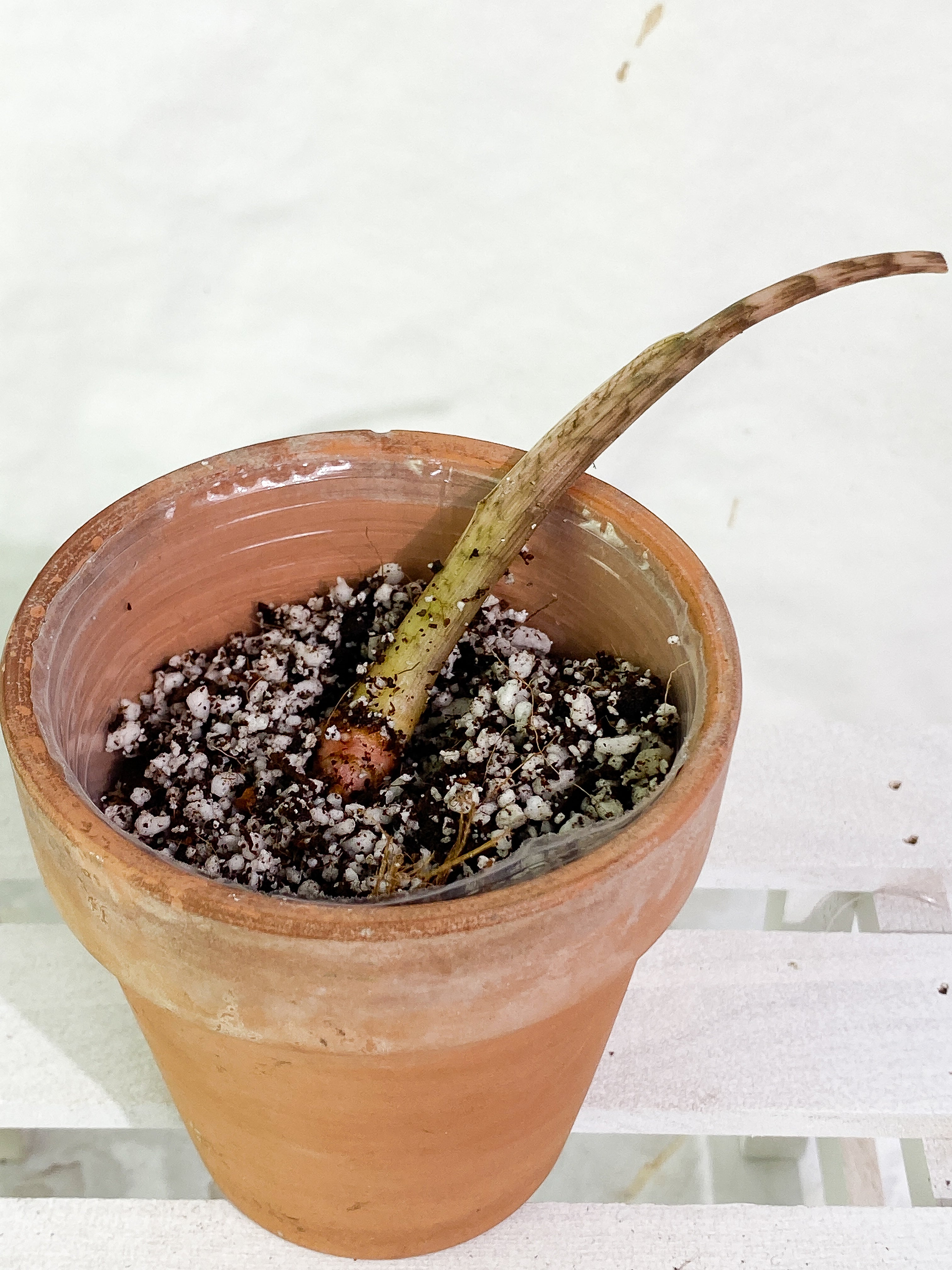 Alocasia Jacklyn sprout unrooted