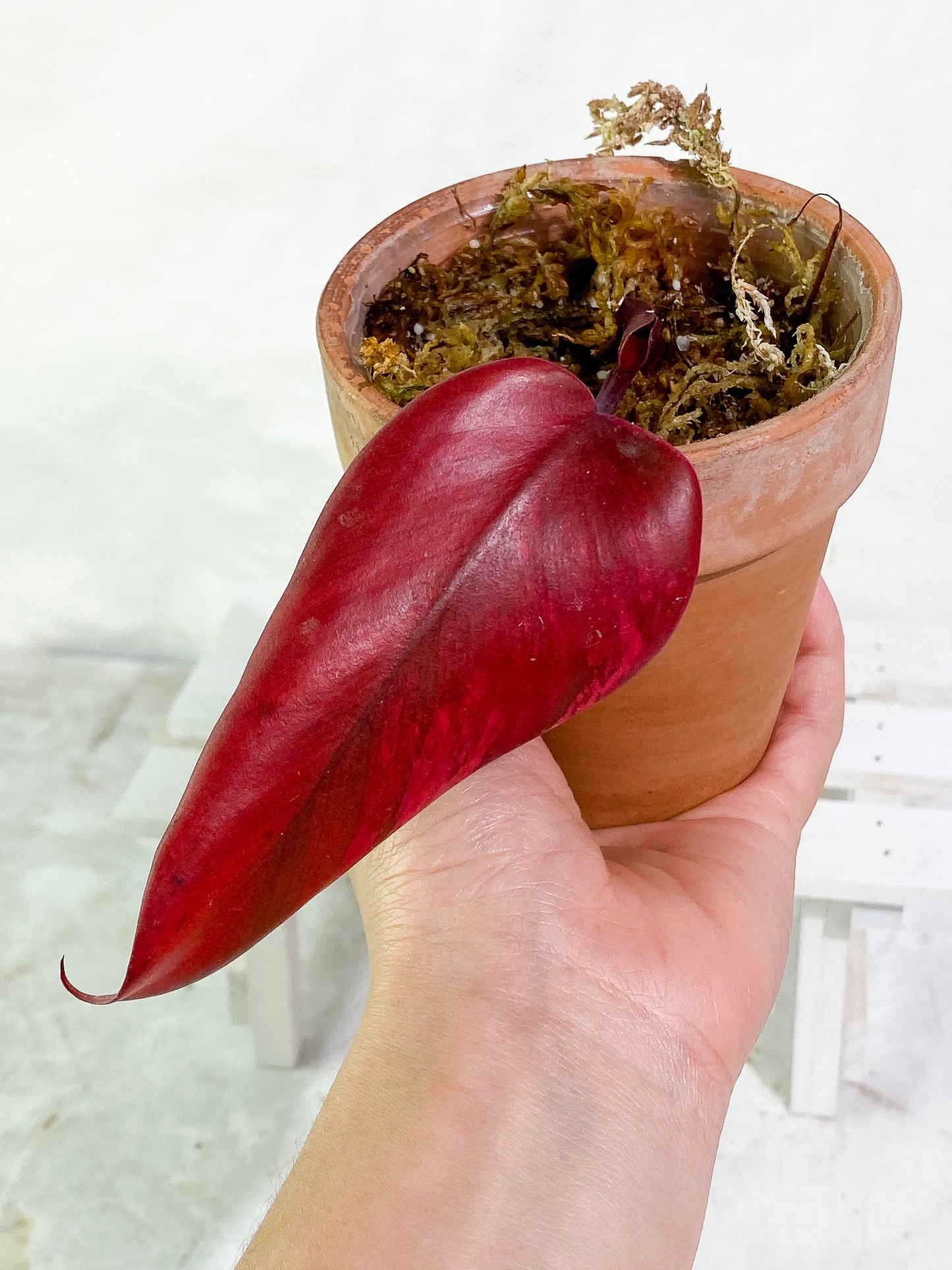 Philodendron Strawberry Shake  Rooted 1 leaf