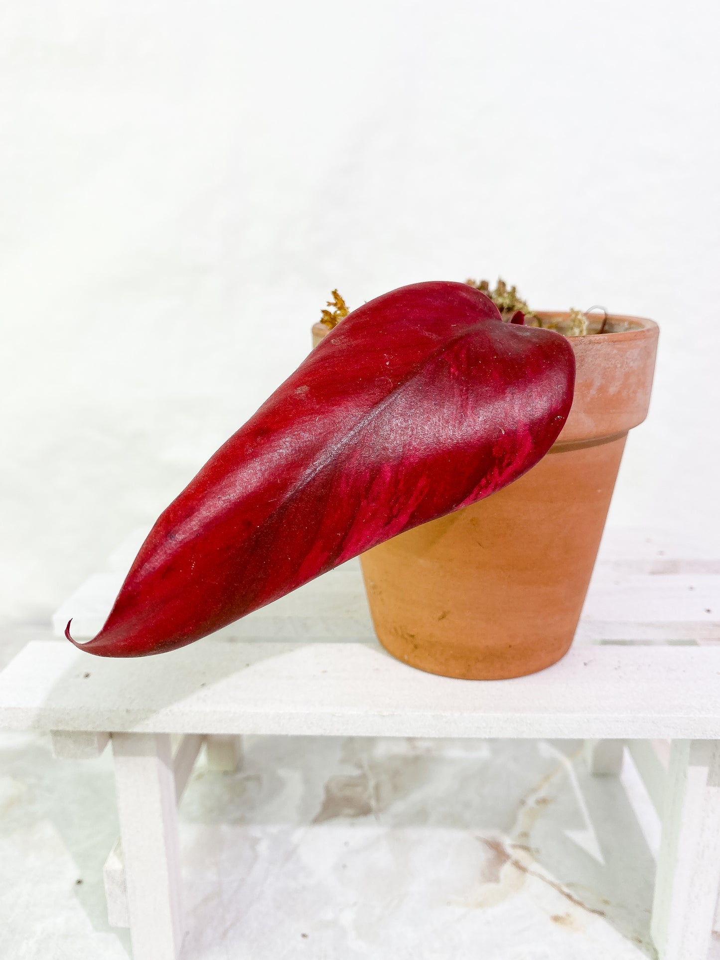Philodendron Strawberry Shake  Rooted 1 leaf