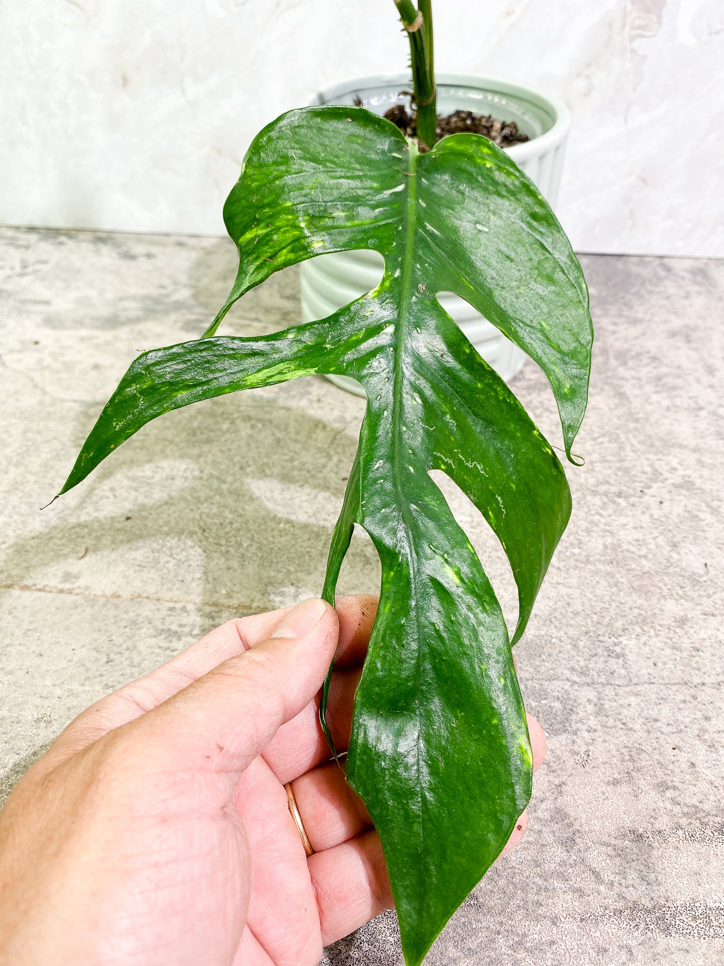 Epipremnum pinnatum golden flame 2 leaves fully rooted
