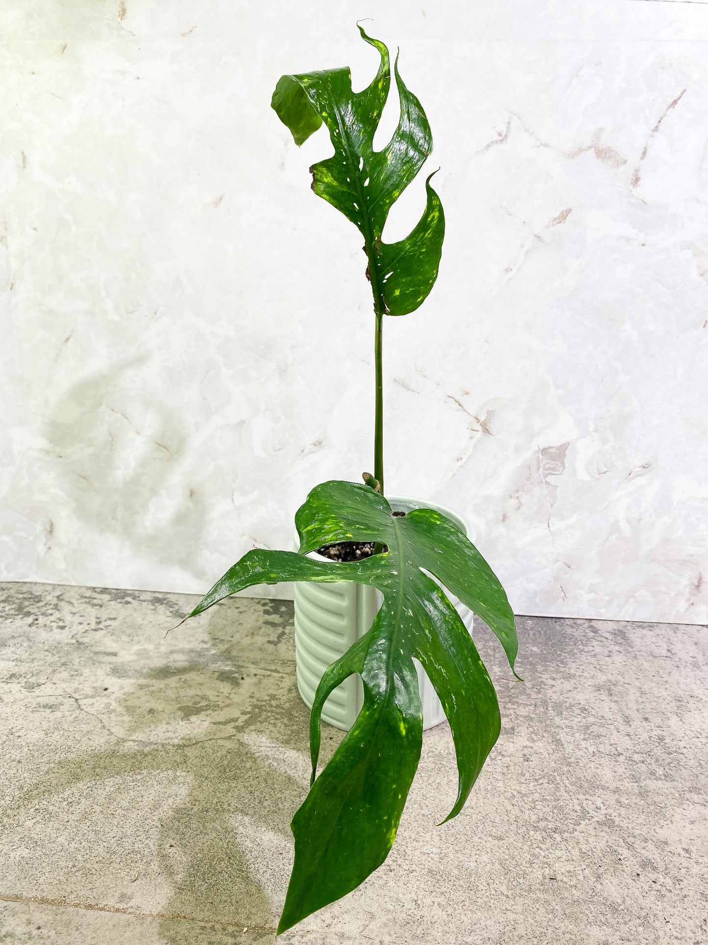 Epipremnum pinnatum golden flame 2 leaves fully rooted