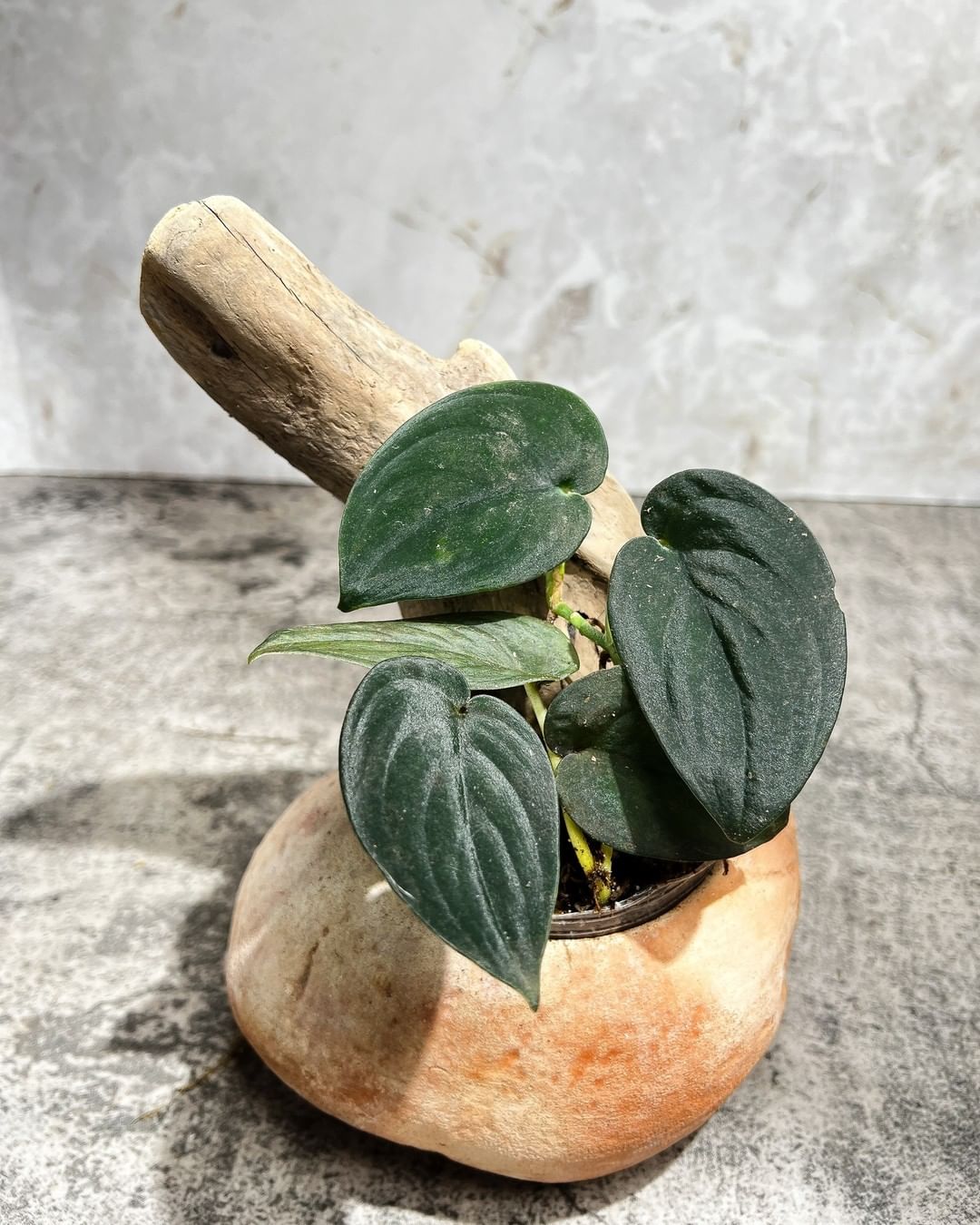 Scindapsus Jade Satin Dark Form 2 leaves multiple node rooted