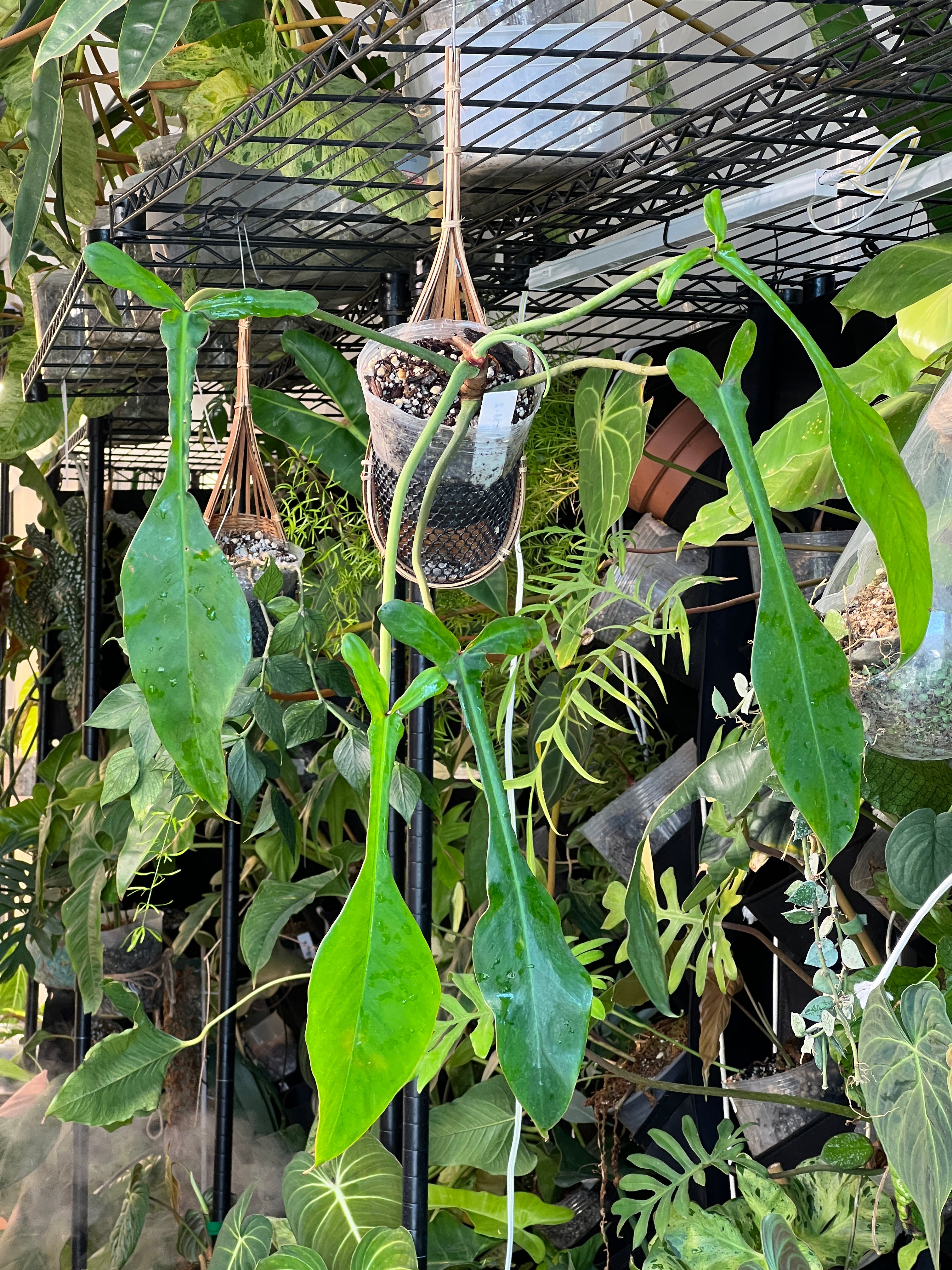 Philodendron Joepii 2 sprouts 1 bud rooting in moss