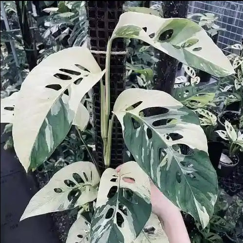 Monstera Laniata Variegated Rooting 2 leaves Top Cutting 1 sprout