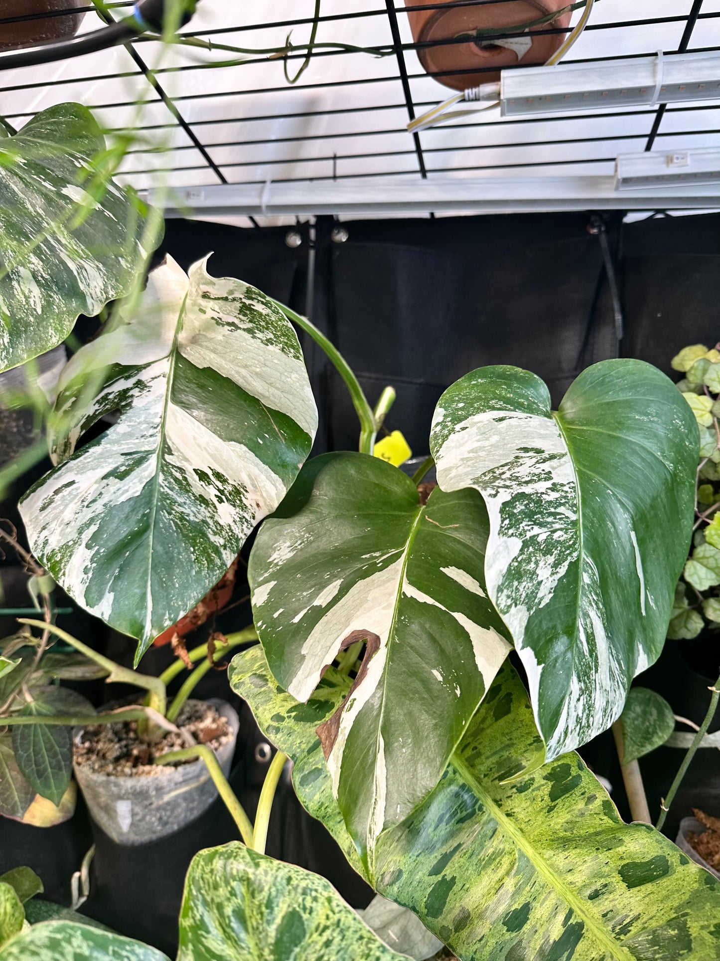 Monstera albo variegata Rooting double nodes from marbling mother plant
