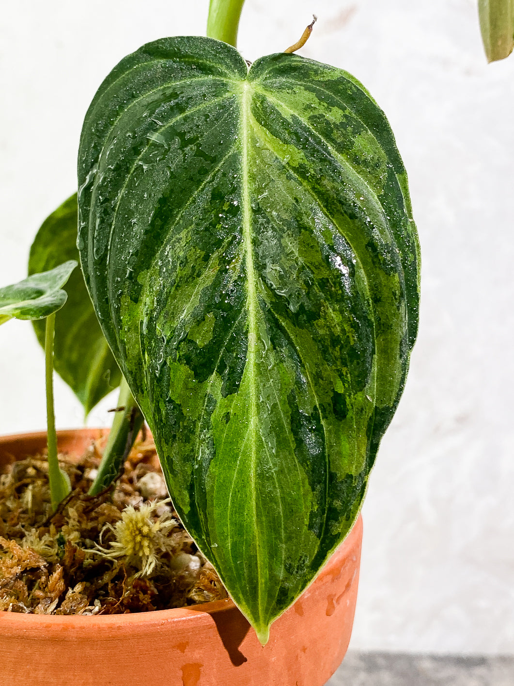 Philodendron Melanochysum variegated node 1 bud slightly rooted in moss