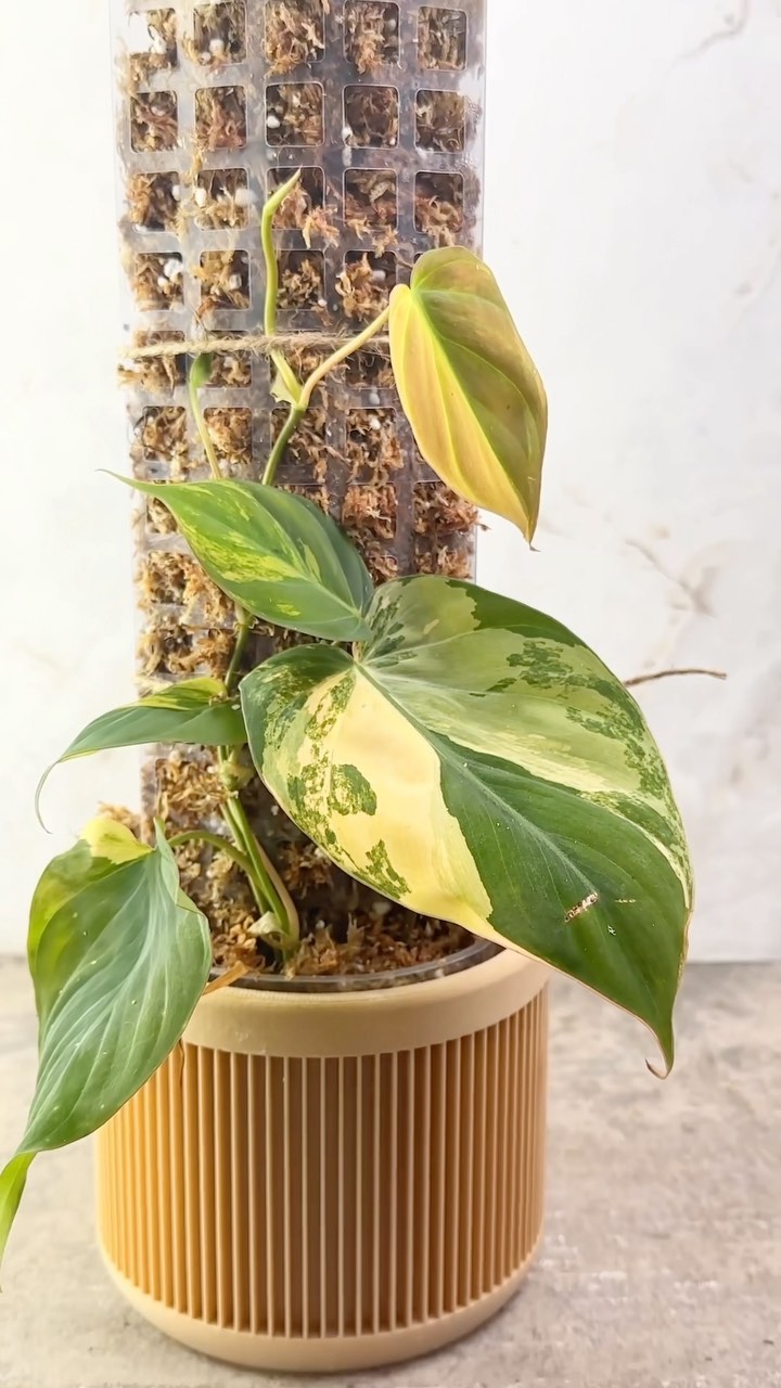 Philodendron  Micans variegated single node Slightly Rooted