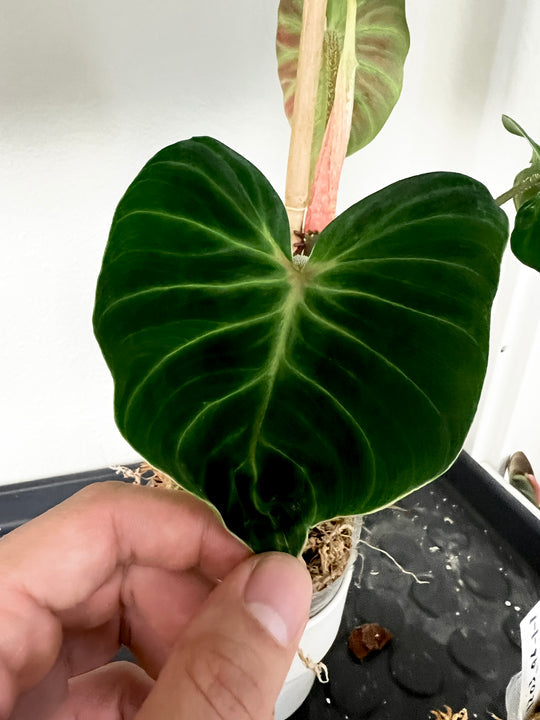 Philodendron verrucosum dark Milky Way 1 sprout Rooting sprout