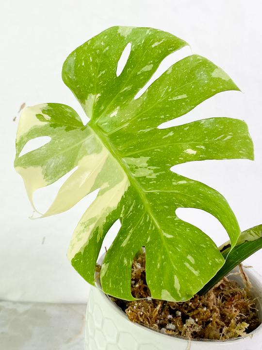 Monstera Thai Constellation  Slightly Rooted