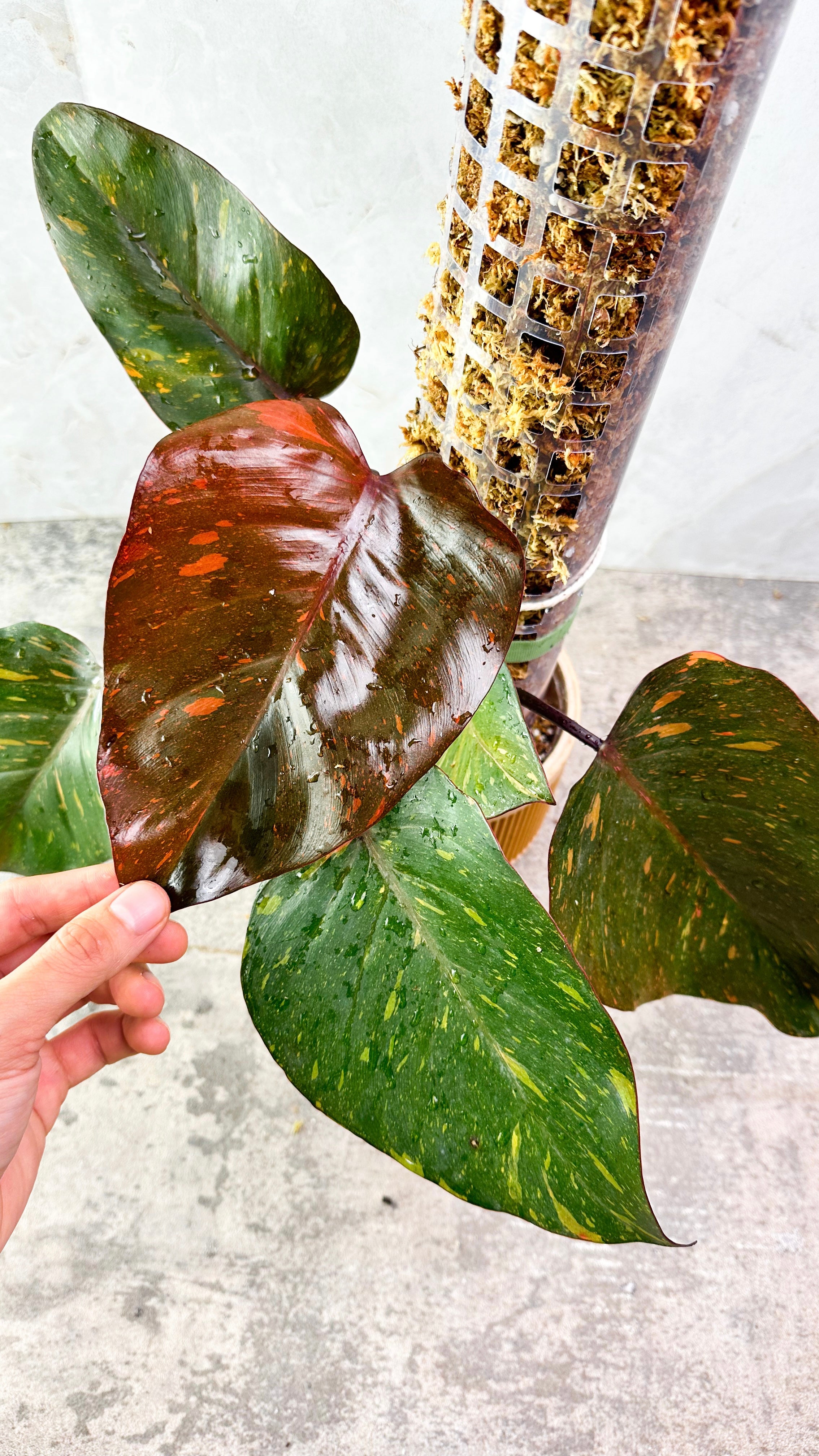 Philodendron Orange Princess variegated 1 leaf Slightly Rooted