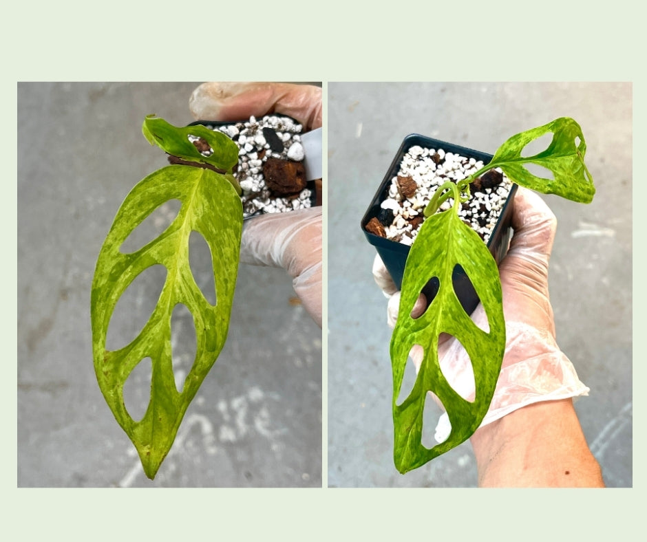 Monstera adansonii mint aurea- Node Rooted. (First picture is the mother plant, which is not included in this sale.)