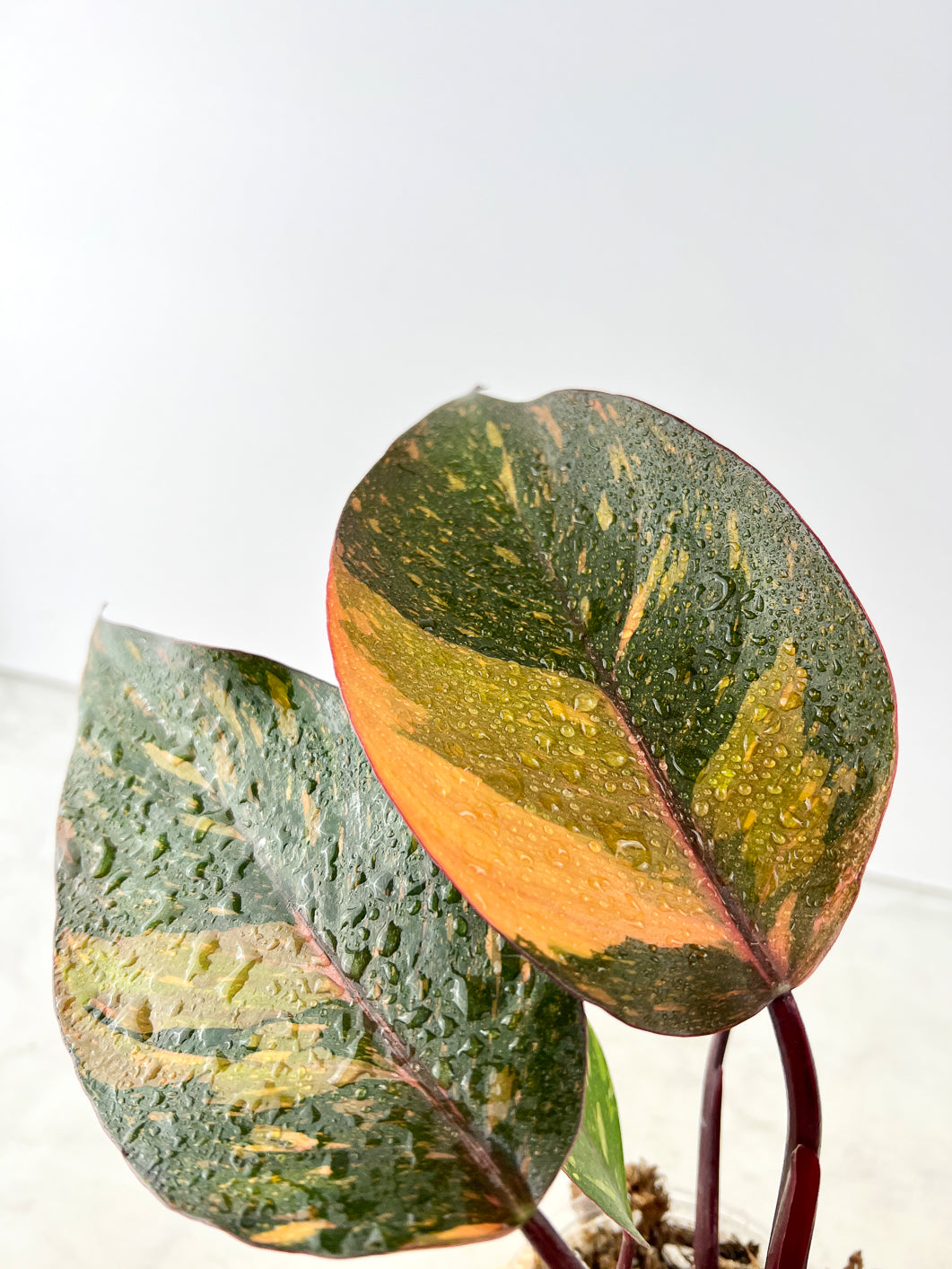 Philodendron  Orange Princess Rooting 3 leaves