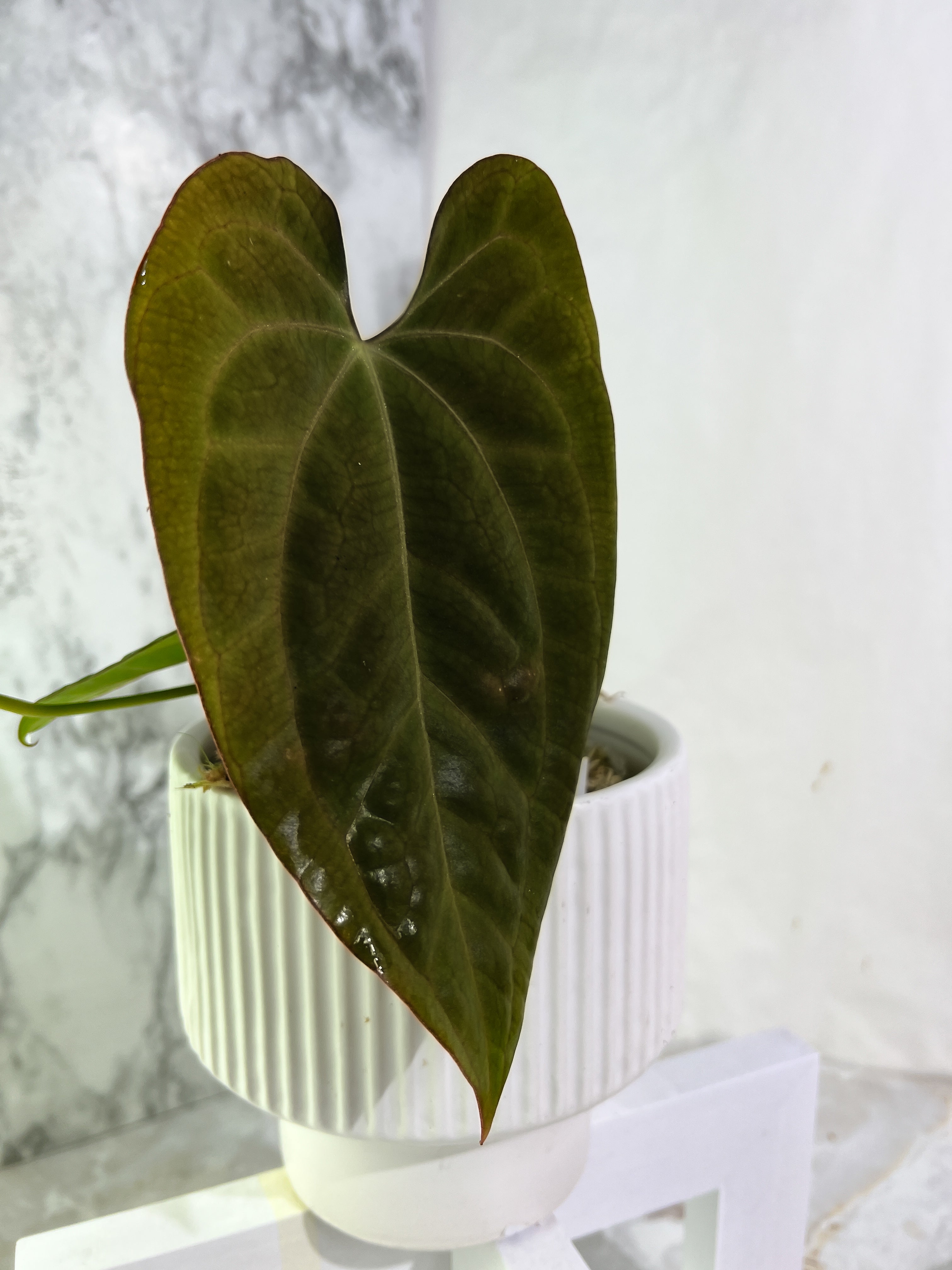 Anthurium papilaminum 1 baby leaf Rooted