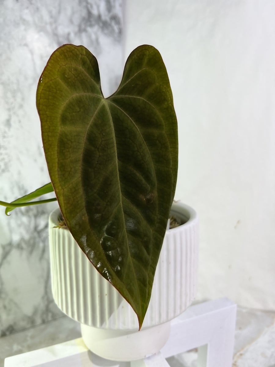 Anthurium papillilaminum rooted node 1 sprout