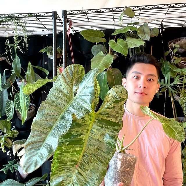 Free Add-on: Philodendron Paraiso Verde fully rooted node 1 bud: Do Not Buy