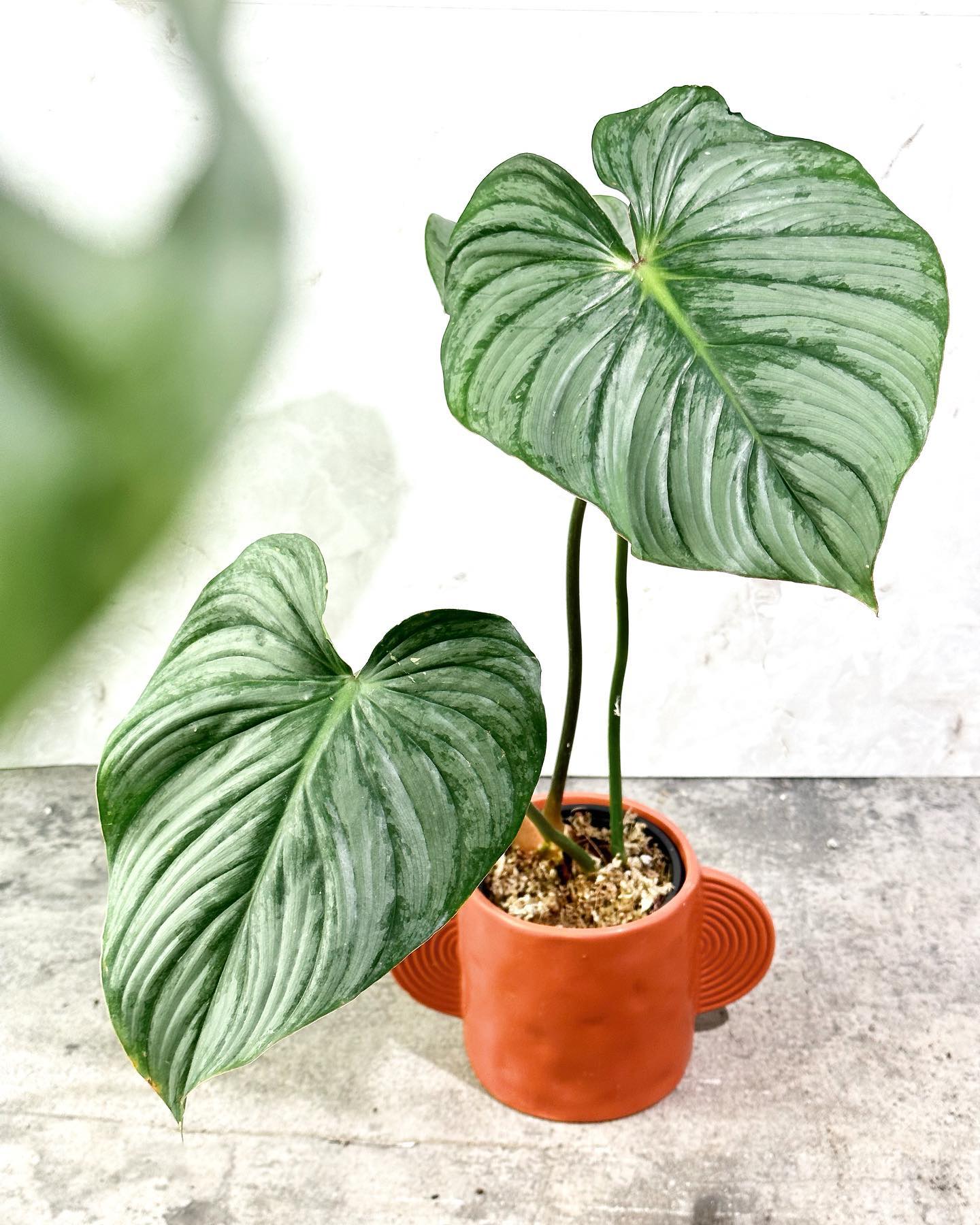 Philodendron  Pastazanum Super Silver Nieve  Rooted sprout