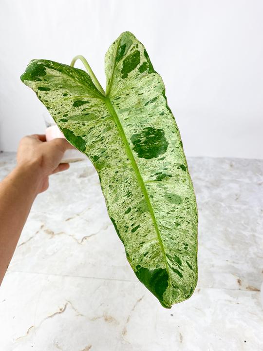 Philodendron Paraiso Verde Rooted sprout from Highly Variegated  mother plant