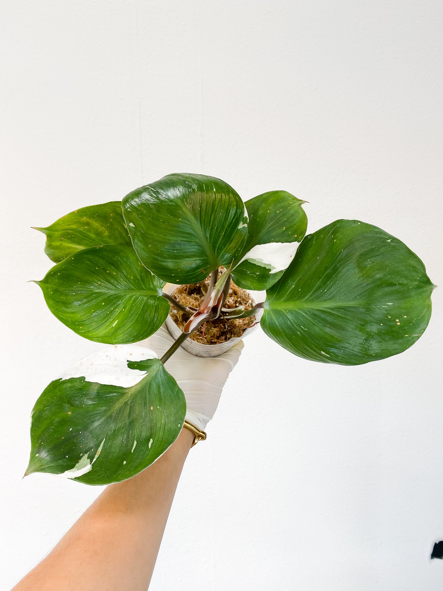 Grower Choice: Philodendron White wizard rooted sprout