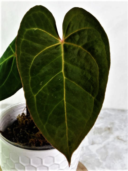 Anthurium Raven's Heart (Papillilaminum x Ace of Spades) Rooted 1 leaf 1 sprout