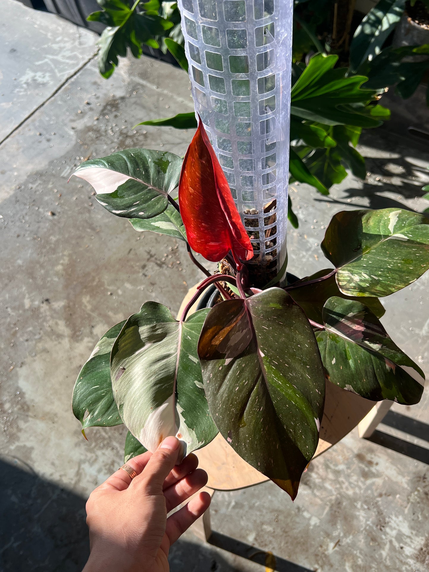 Philodendron Red Anderson Rooted node 1 growing bud
