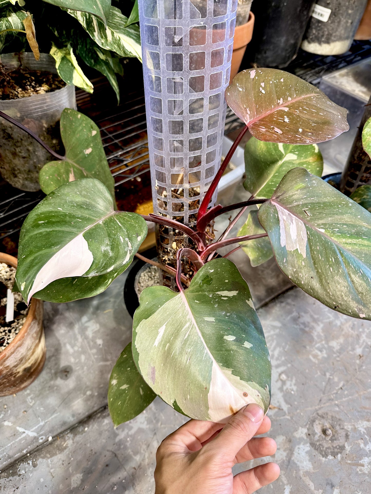 Philodendron Red Anderson 1 leaf rooting in water