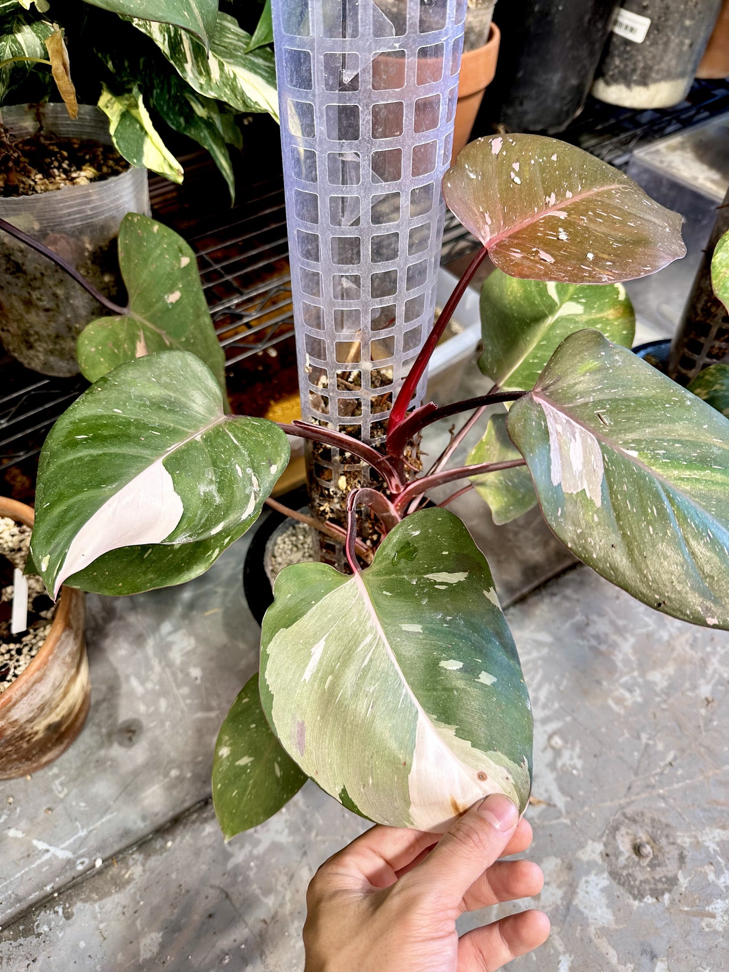 Philodendron red Anderson Rooting double nodes 1 leaf